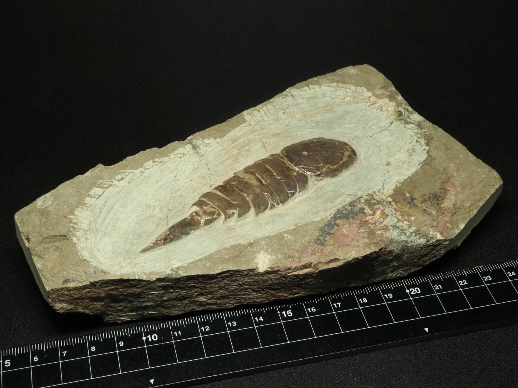 節足動物の化石【Tremaglaspis sp.】【674g】モロッコ王国産/恐竜