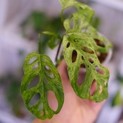 Monstera adansonii Mottled / モンステラ アダンソニー ミント㉙ / 観葉植物