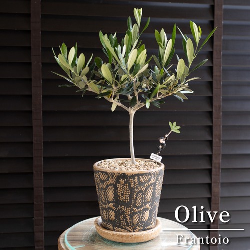 Olive オリーブの木 Frantoio 5号 スネーク陶器鉢 フラントイオ オリーブ 0512BR