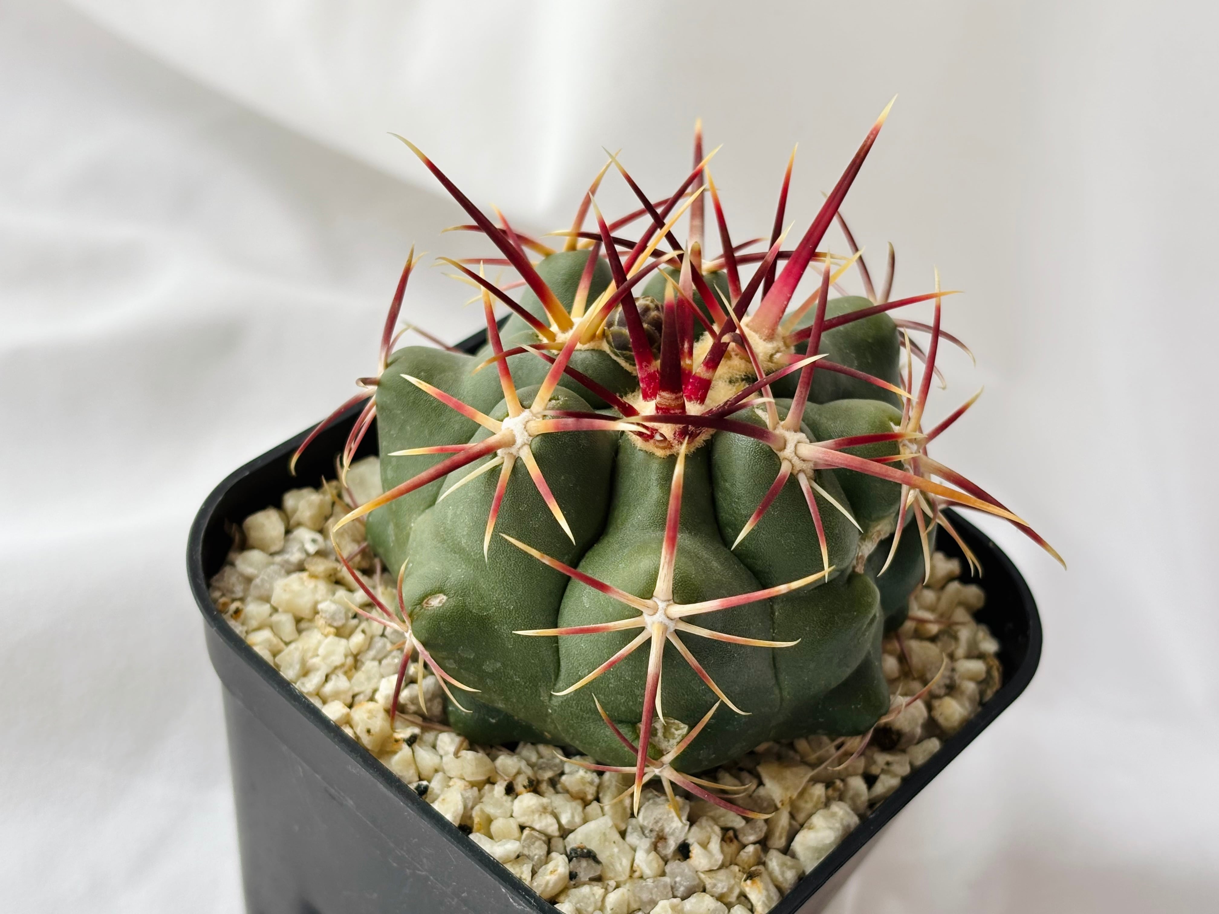 Theiocactus heteromus テロカクタス 紅鷹 サボテン | plants MARU