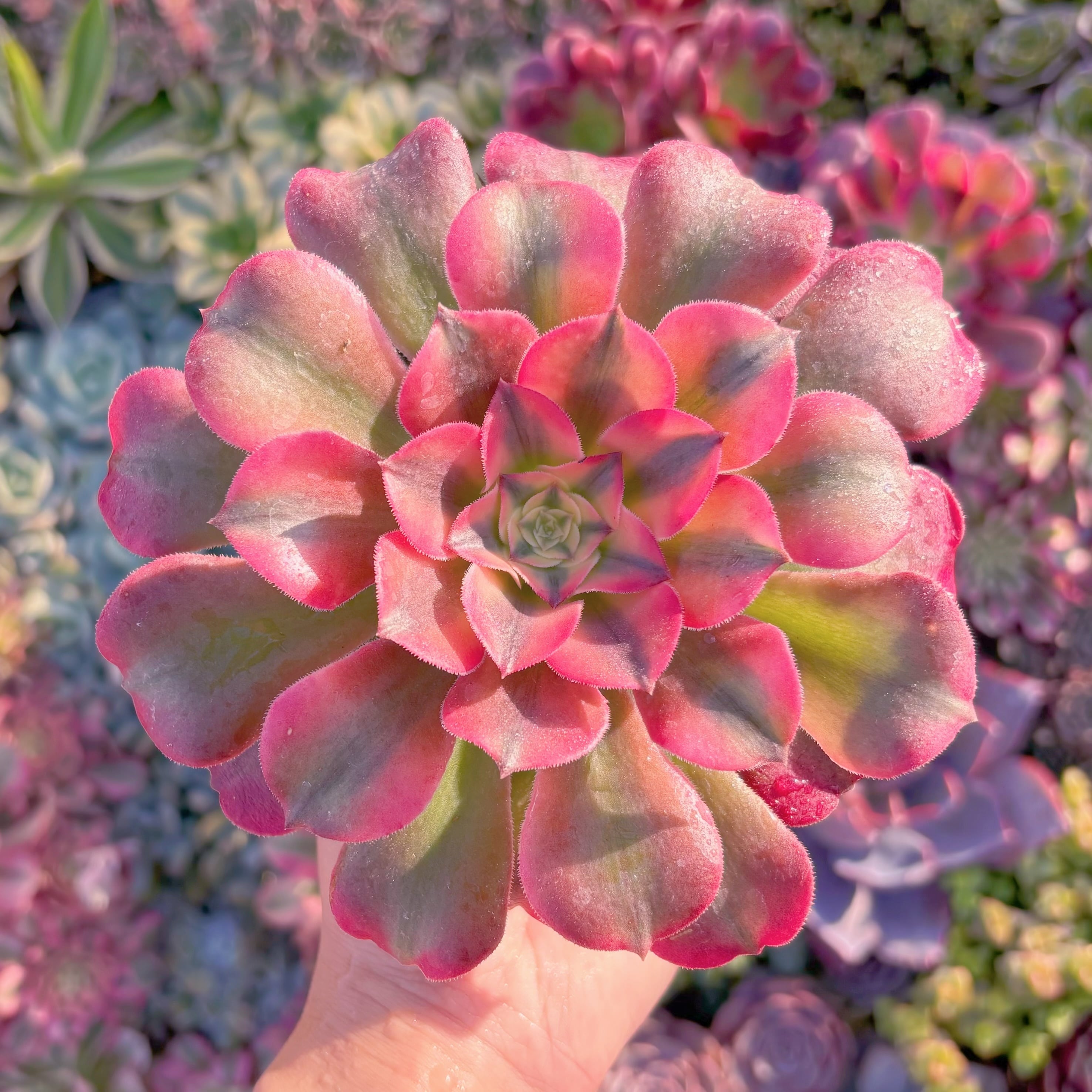 現品　アフラダイティ#M175　るる農園