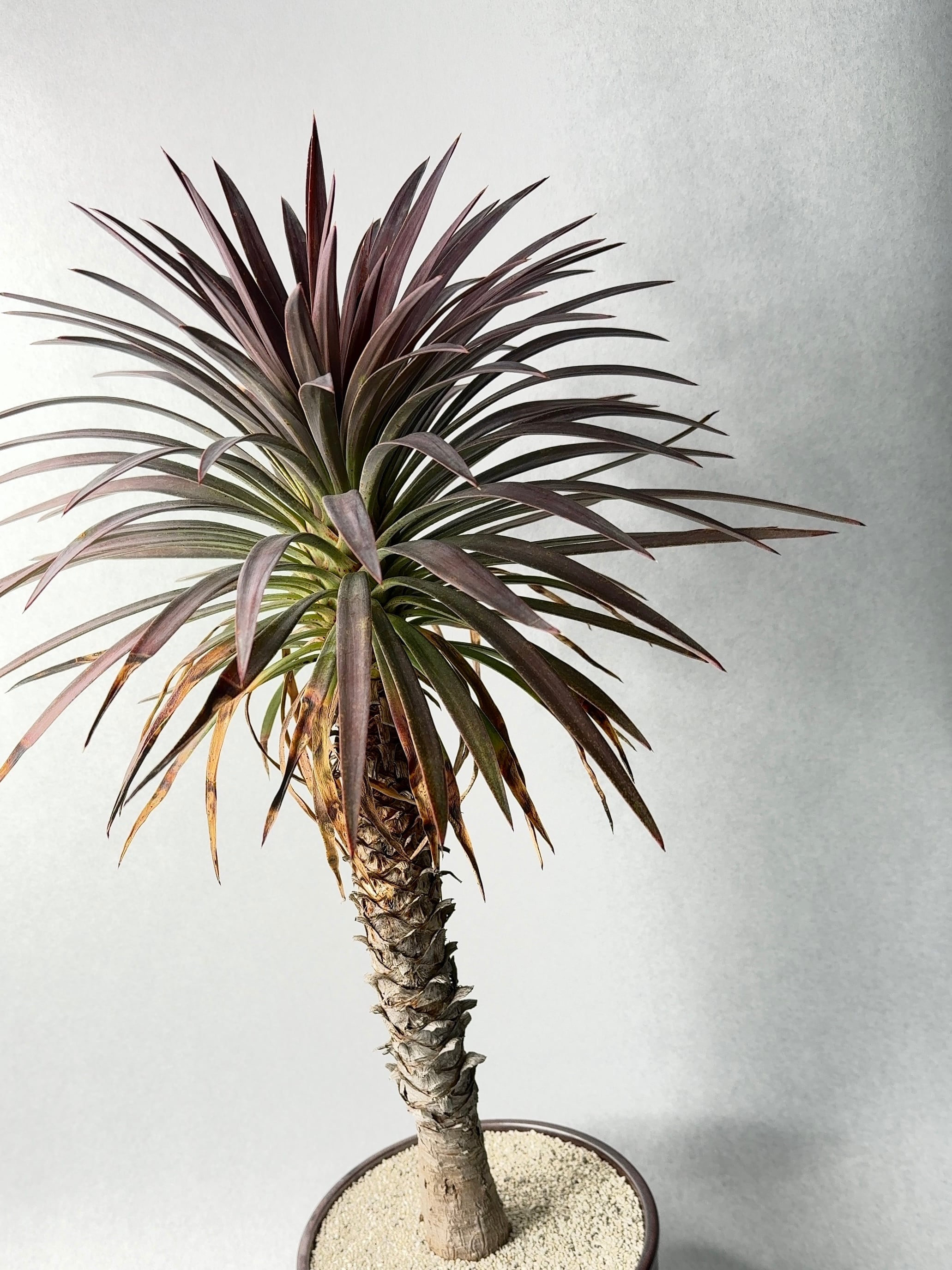 ユッカ・ディスメティアーナ | trigger