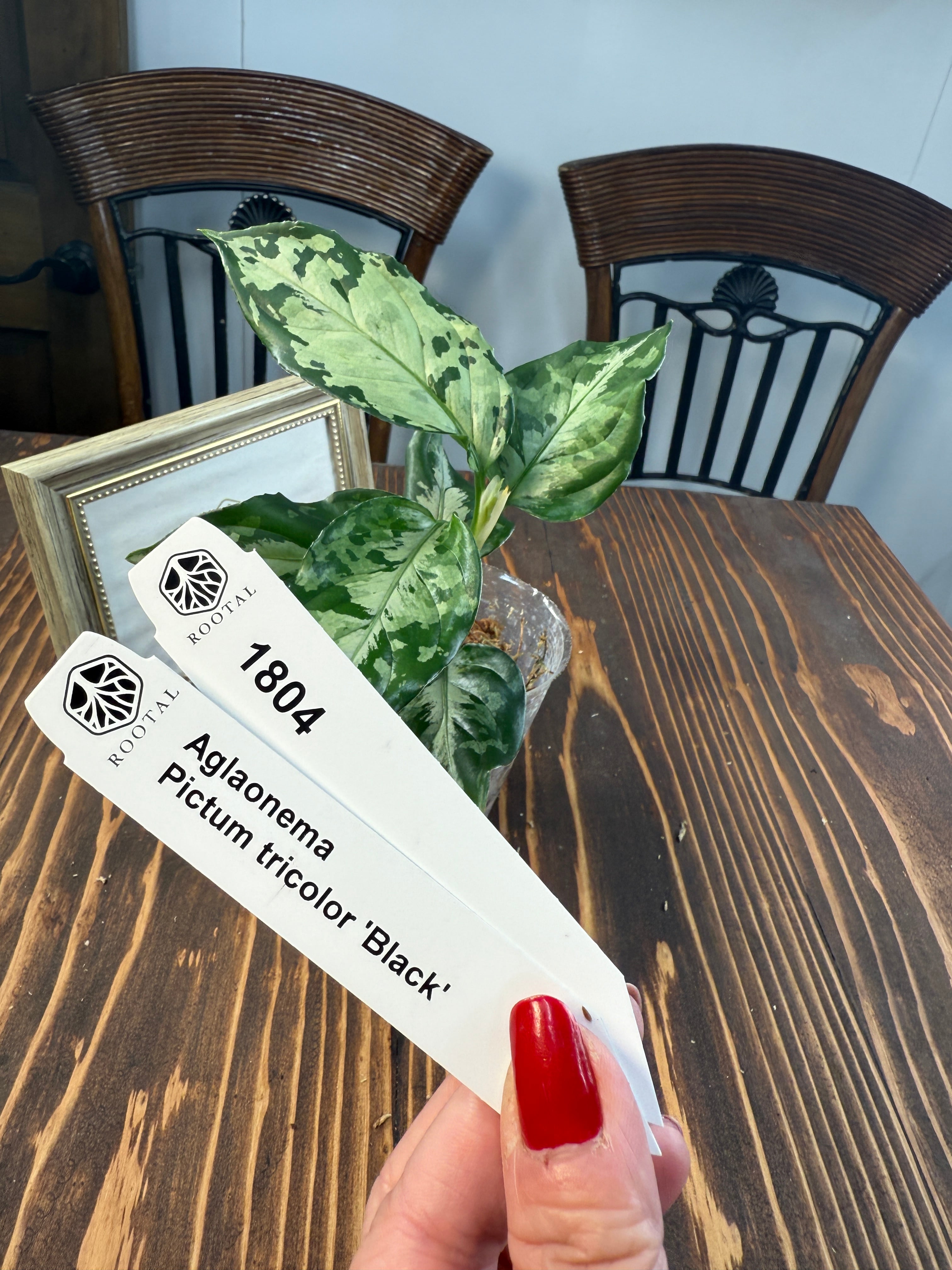 アグラオネマ | ROOTALPLANTS