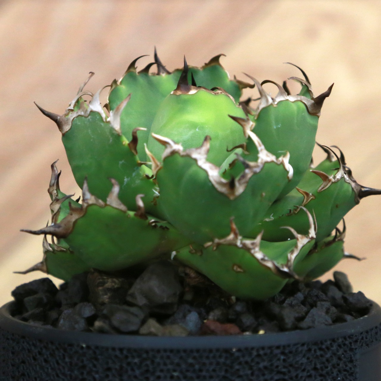 Agave Titanota 黒鯨 (Black Whale) アガベ チタノタ / 中株(3.5号鉢)/Lot.002