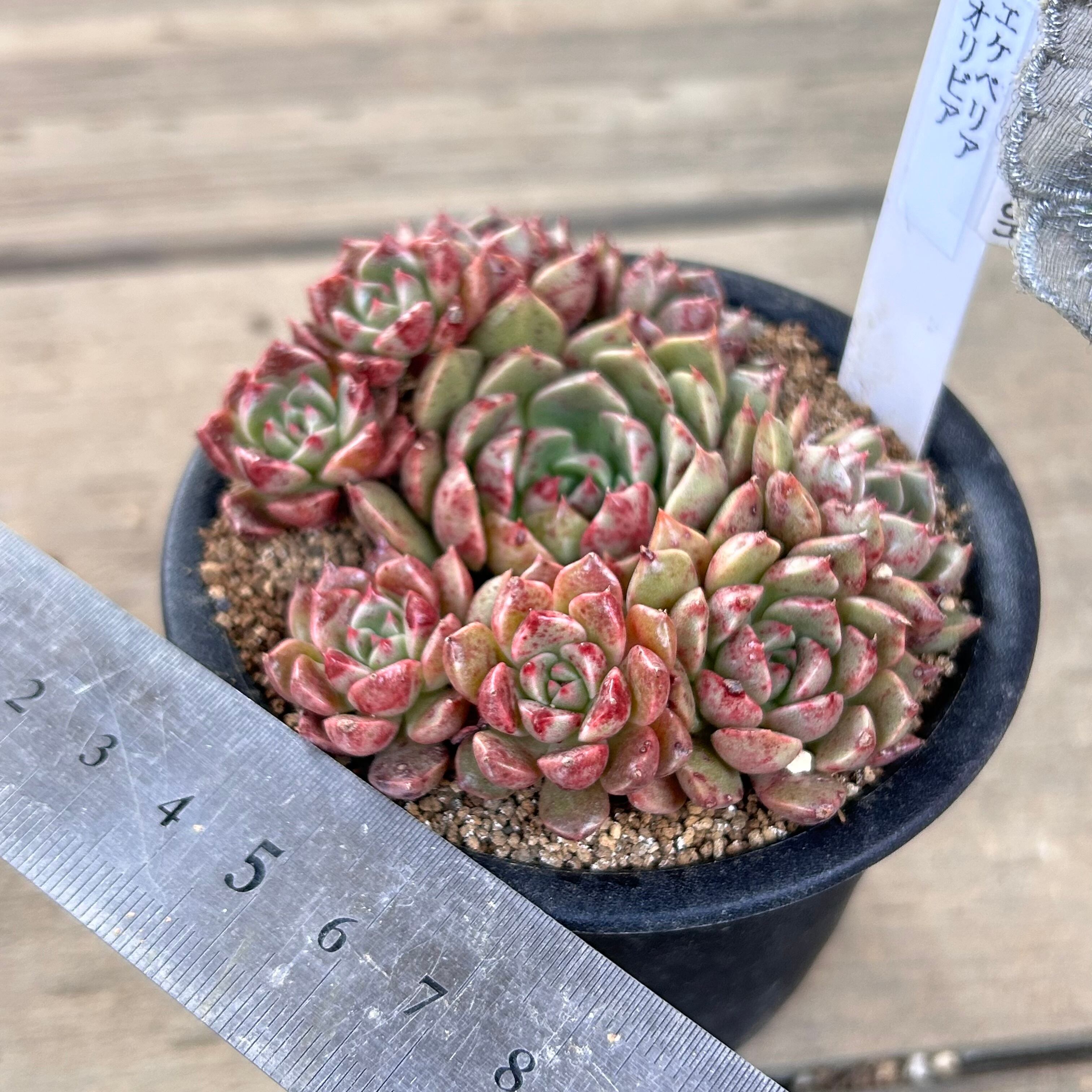 オリビア群生 | RuPo 多肉植物専門店