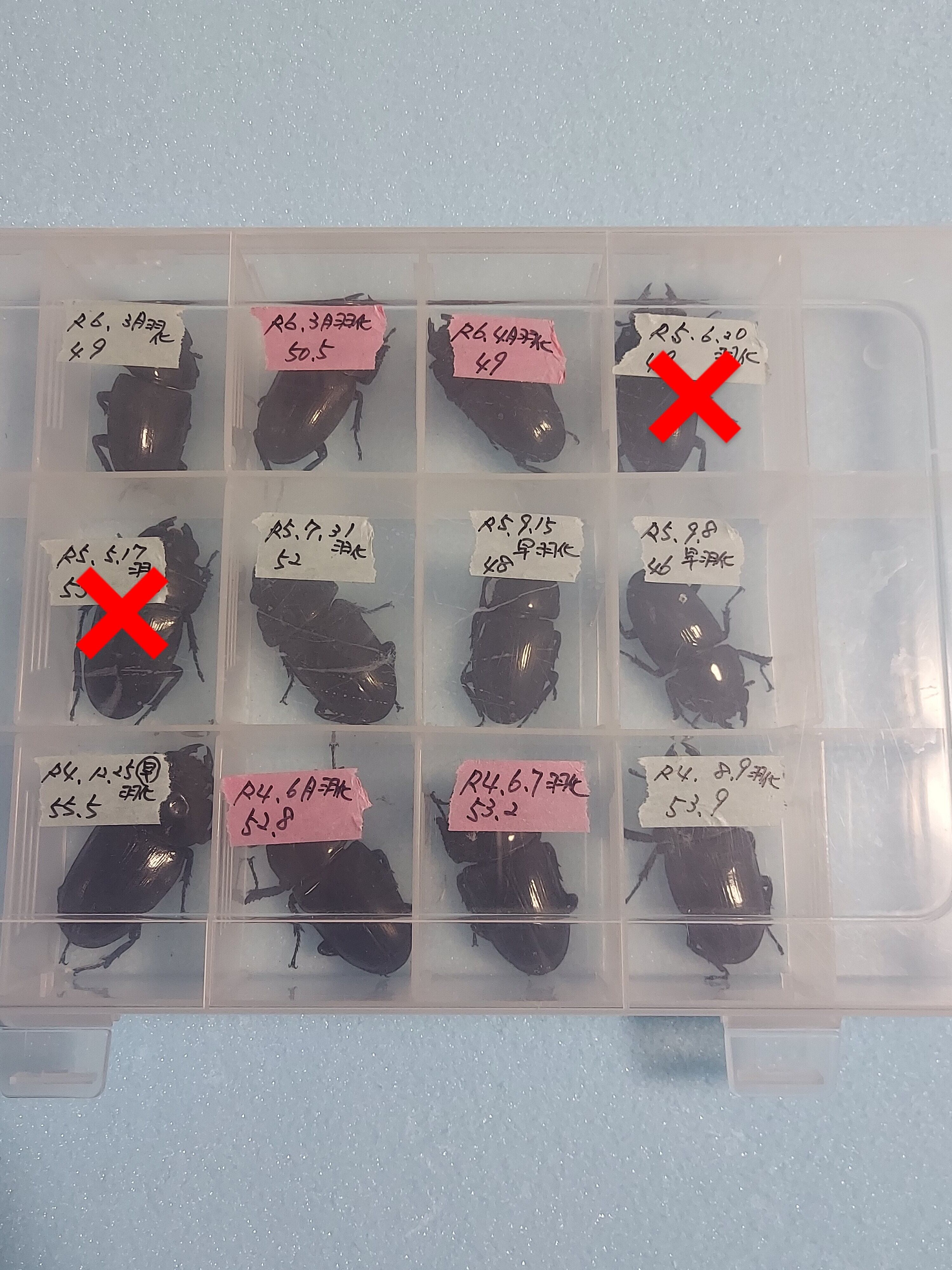 イベント用　国産オオクワガタ　♀️10頭　◎配送可能◎ イベント用 国産オオクワガタ ♀️10頭 ◎配送可能◎ 【公式通販】