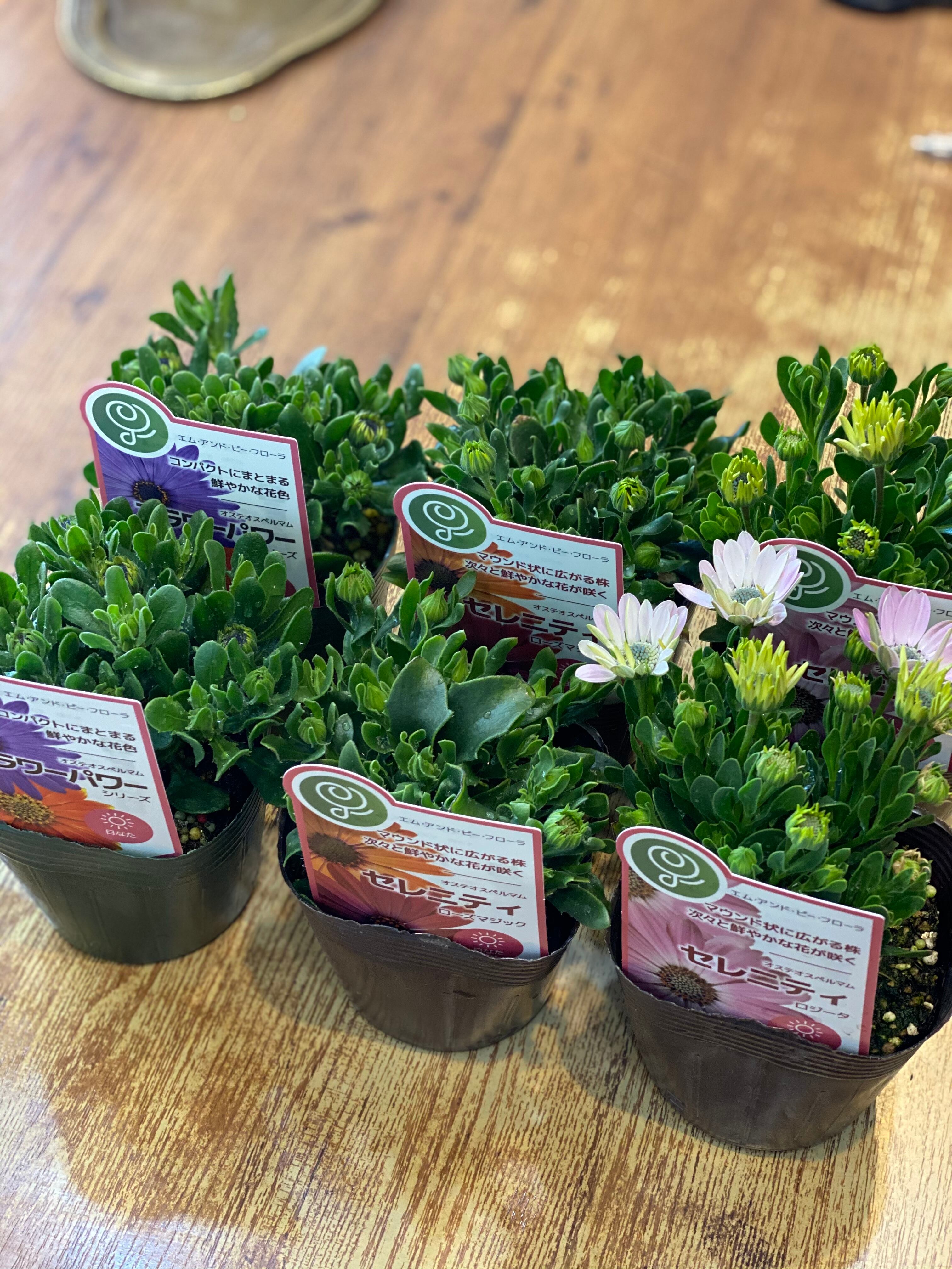 庭人苗アソート | florist clover