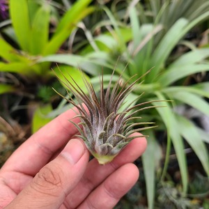 Tillandsia ionantha var. stricta