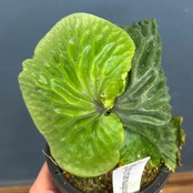 ビカクシダ　マダガスカリエンセ　P.madagascariense【588】