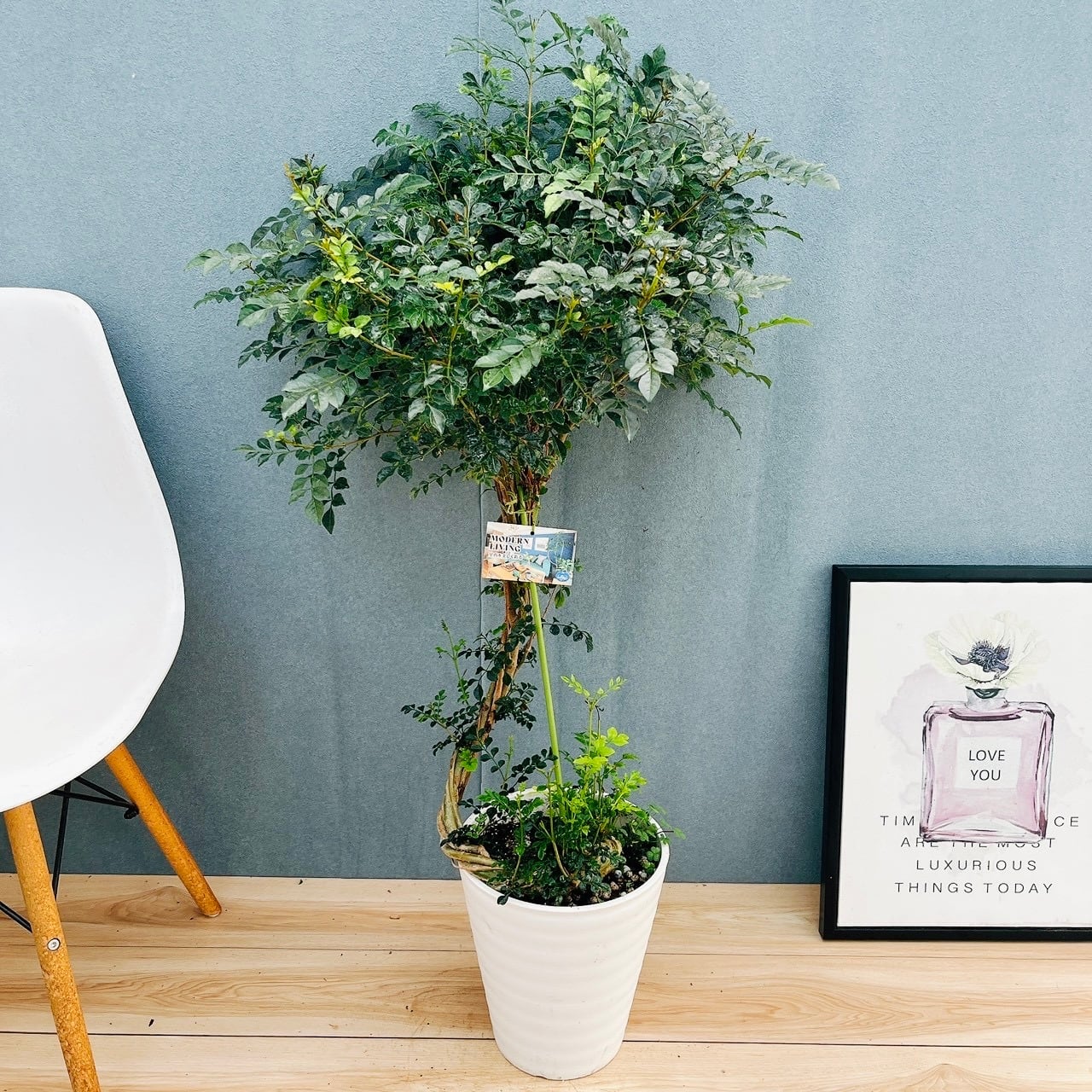 現品］12番 フィカス ウンベラータ 観葉植物 室内 大型 ゴムの木 人気