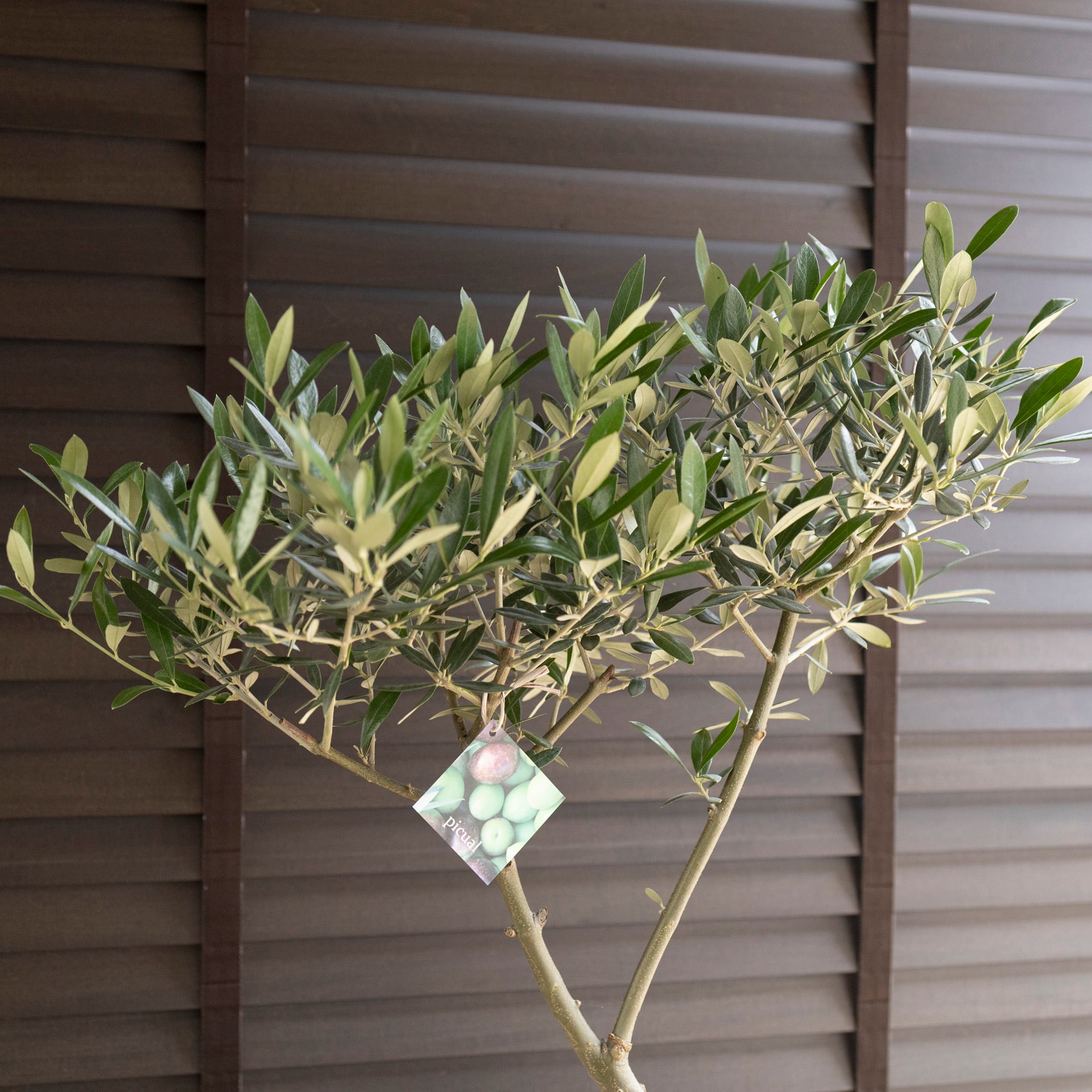 創樹 Olive オリーブの木 盆栽 SOUJU Picual ピクアル オリーブ 8号