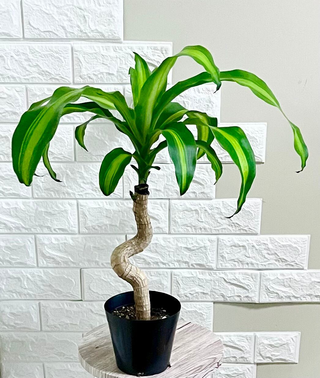幸福の木⭐️ドラセナマッサンゲアナ⭐️曲がり | 観葉植物のお店