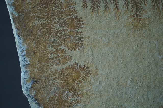 ドイツ産デンドライト 忍石 Dendritic limestone 2445