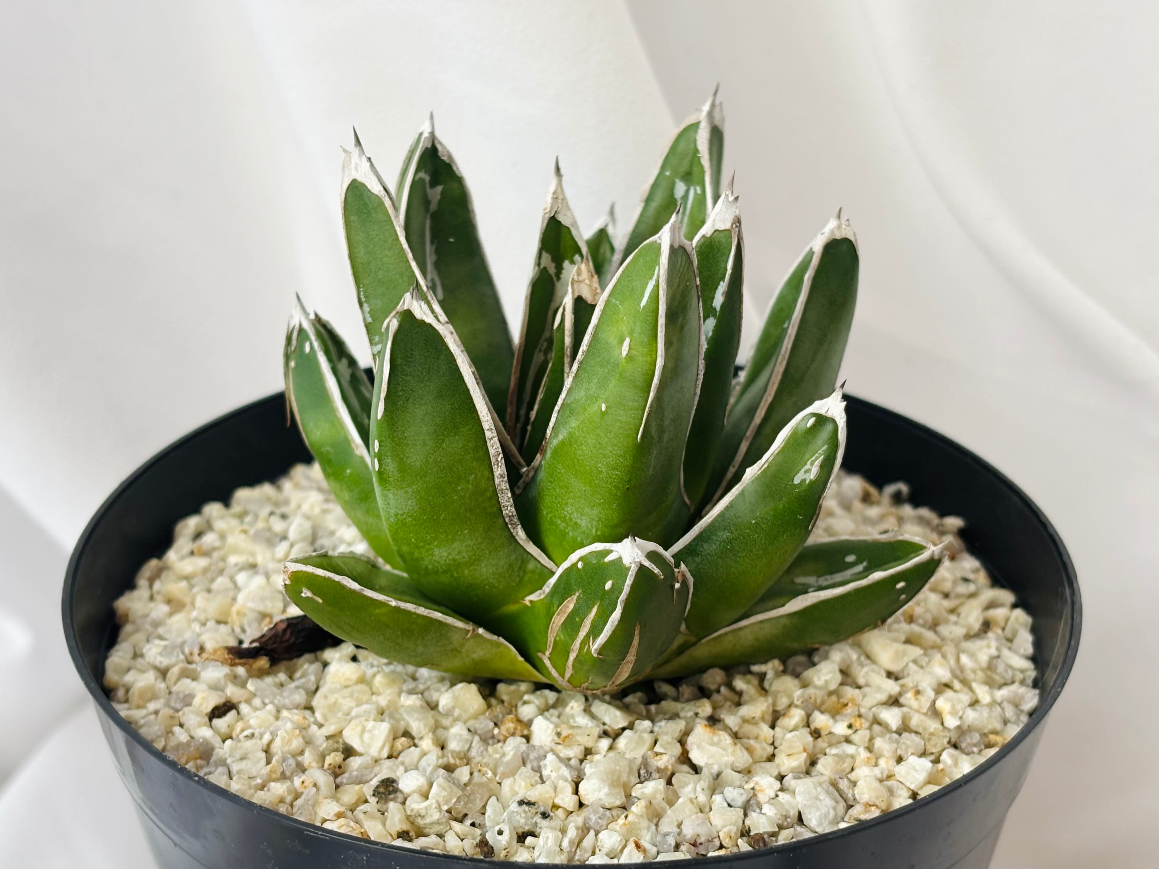 Agave victoriae reginae アガベ 笹の雪 多肉植物 | plants MARU