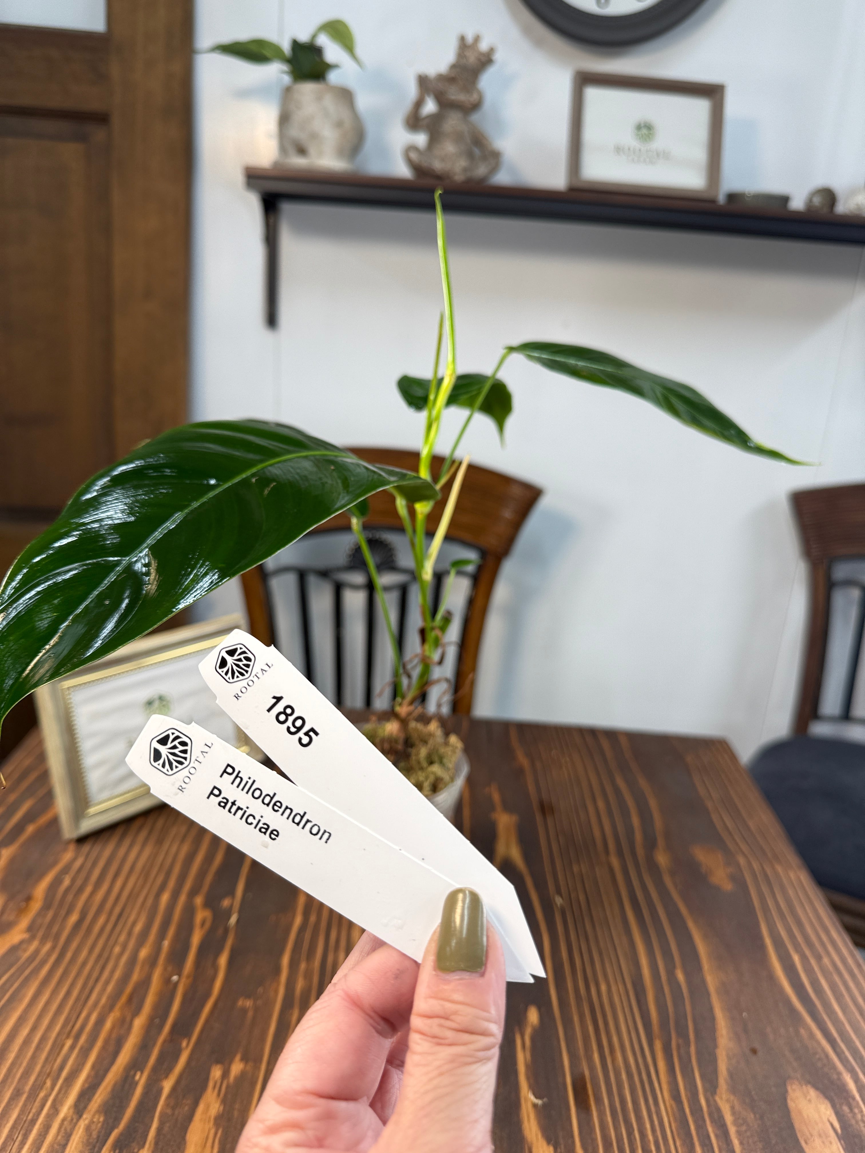 ★1895【流れる葉姿】フィロデンドロン パトリシアエ(10cm口径ポット)