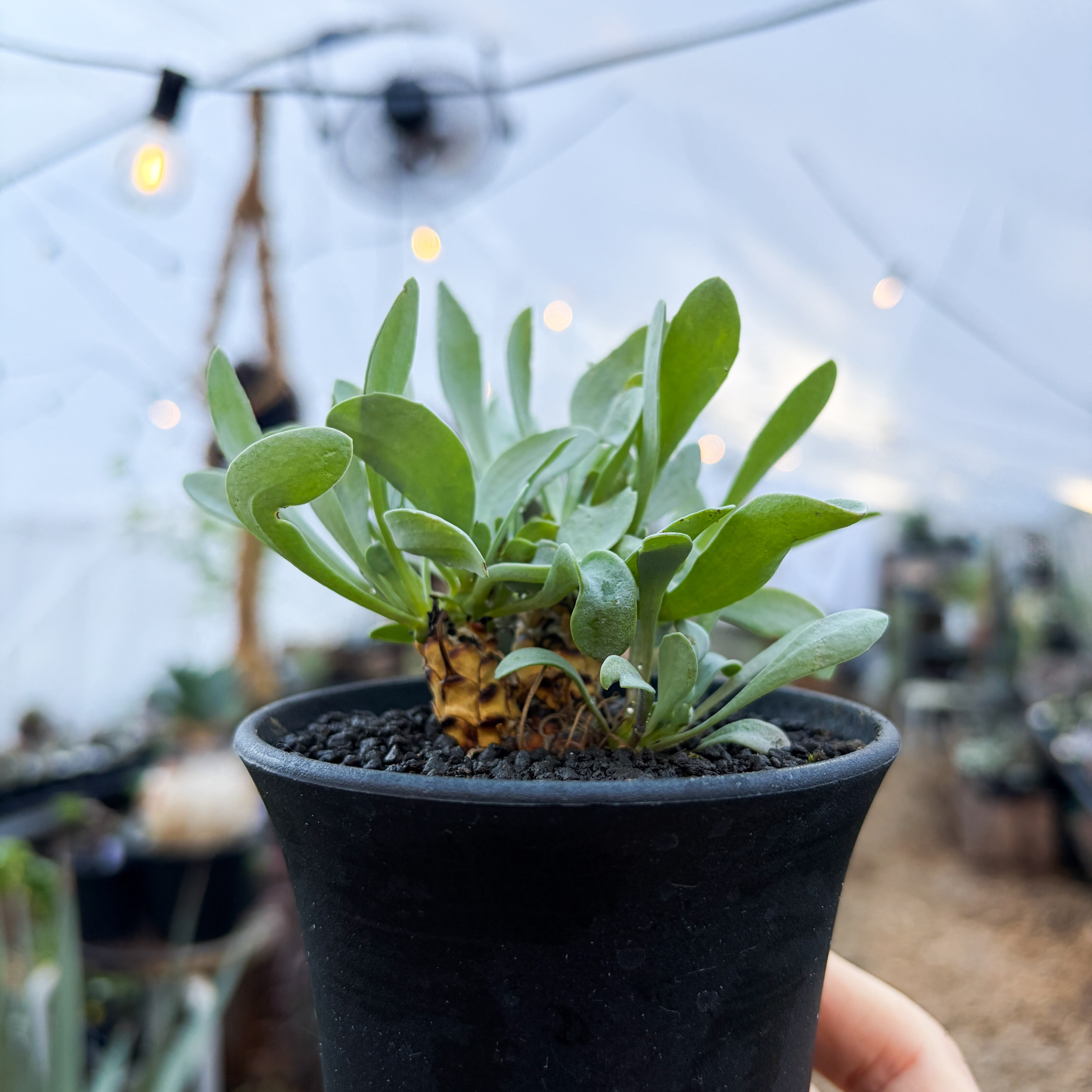 美株 オトンナ レピドカウリス 発根済 オトンナ レピドカウリス | GREEN LUCK