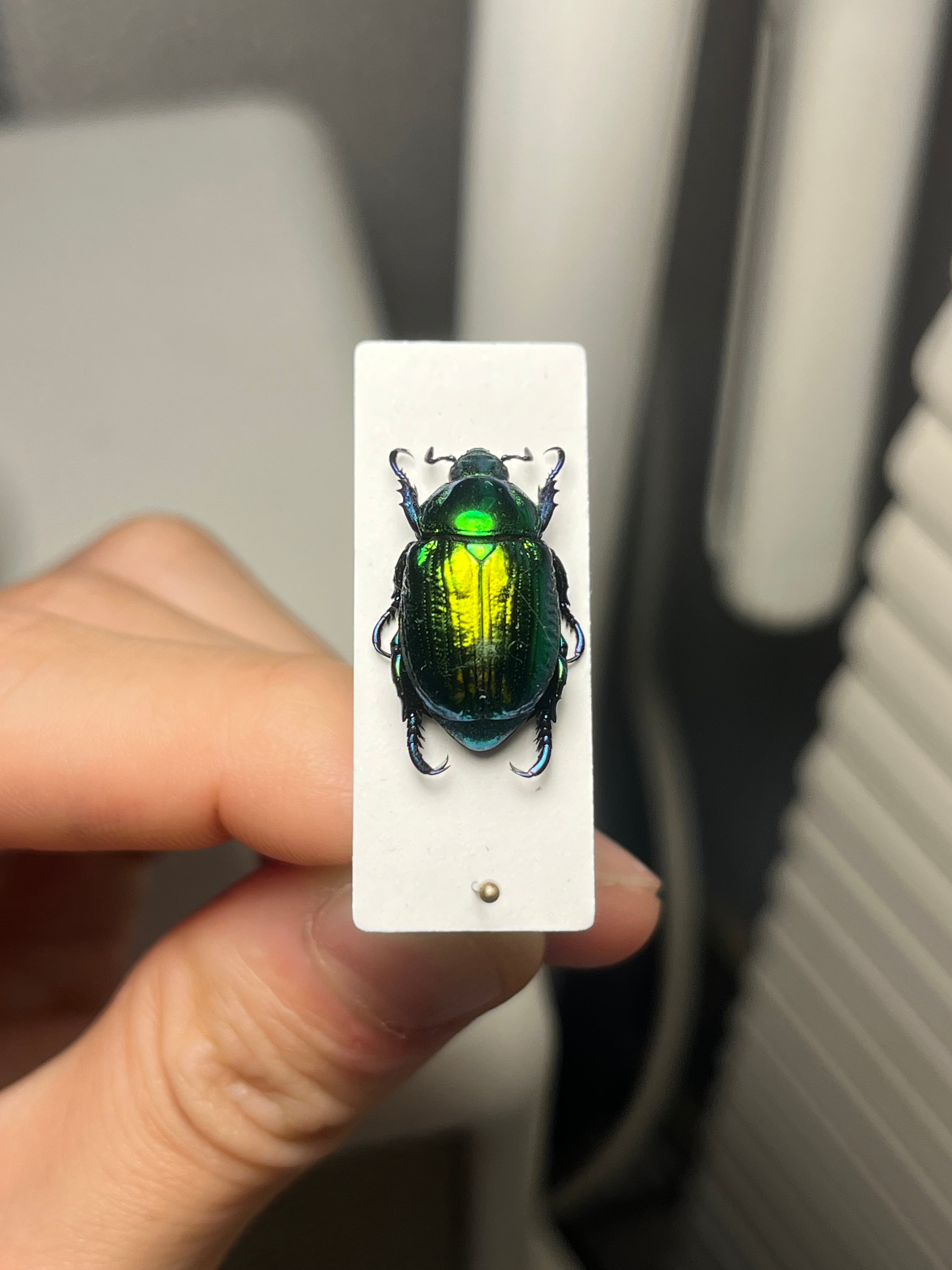 19mm】Pelidnota sumptuosa プラチナコガネ コガネムシ ハムシ