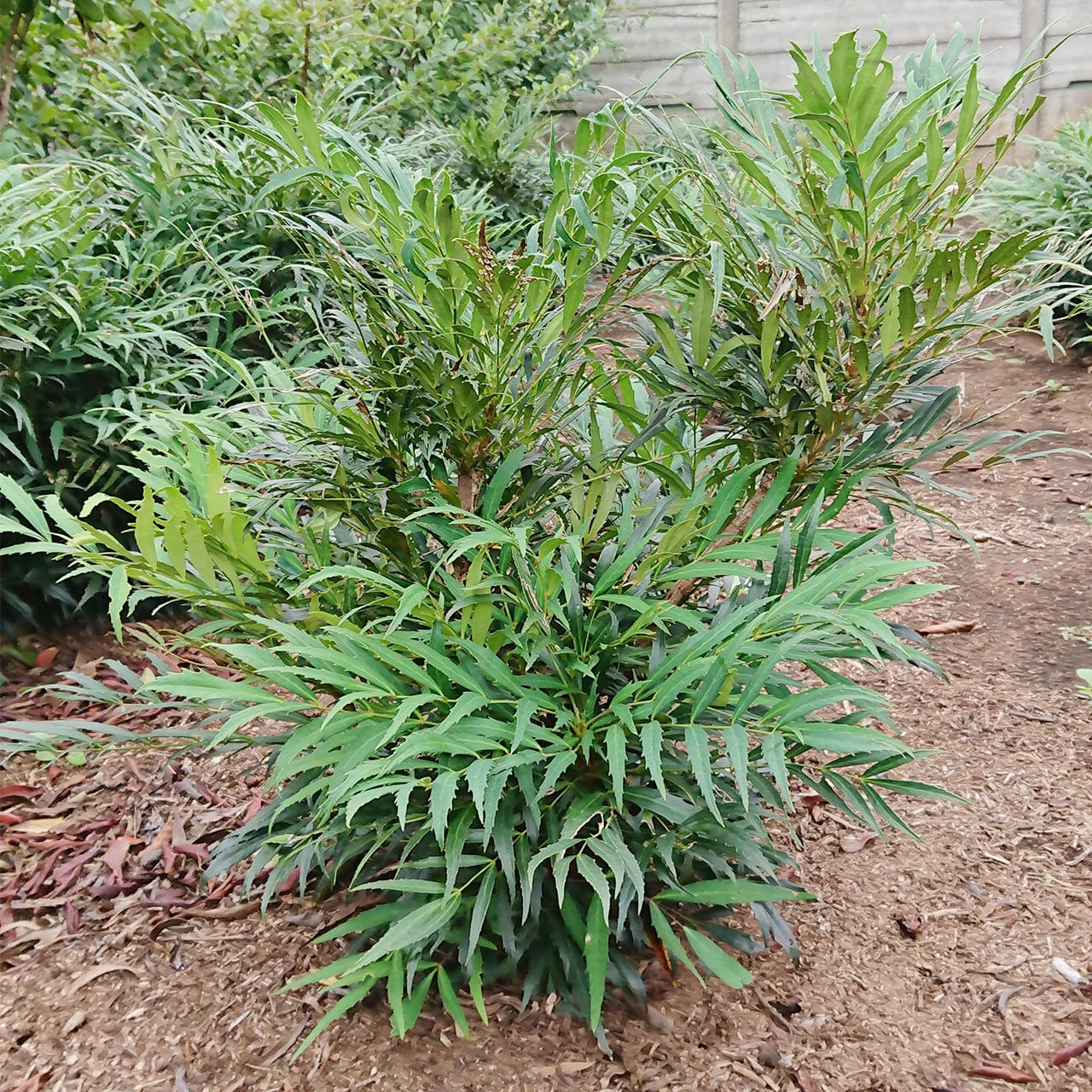 マホニアコンフューサ（15㎝ポット）