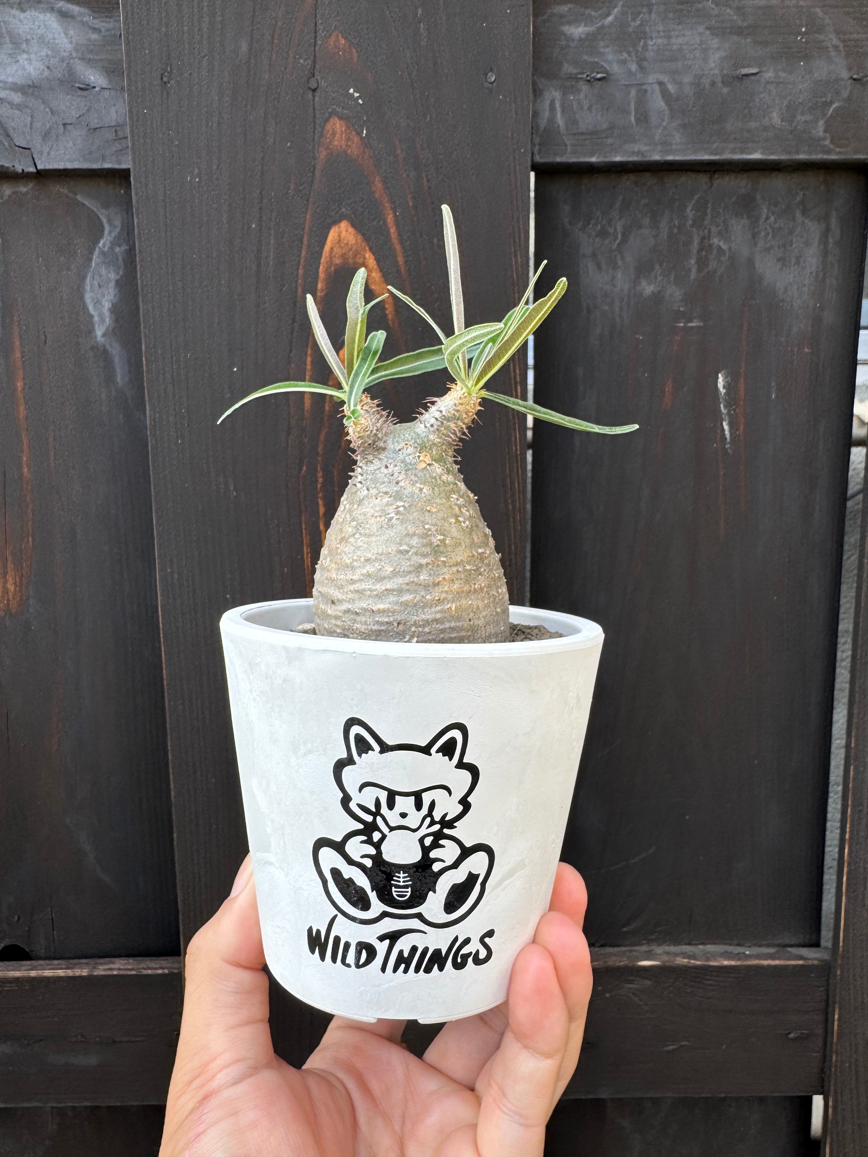 グラキリス【コレクション株】【作家鉢付き】手のひらサイズ グラキリス × WILDTHINGSコラボ鉢【artwork by Wataru Kimura】 | 青