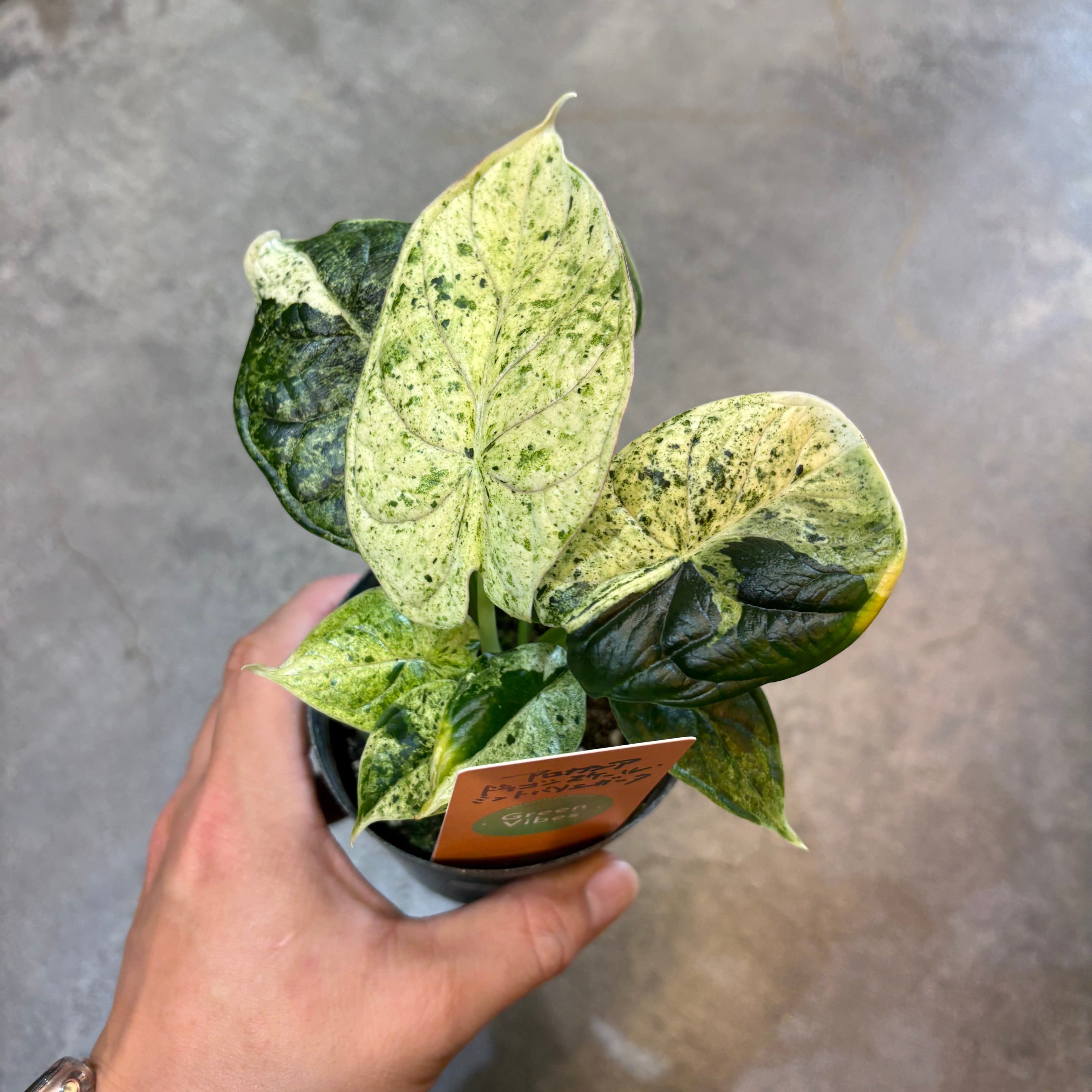 アロカシア ドラゴンスケール 植物 園芸ネット本店｜アロカシア：ドラゴンスケール 3号ポット* の通販【公式】
