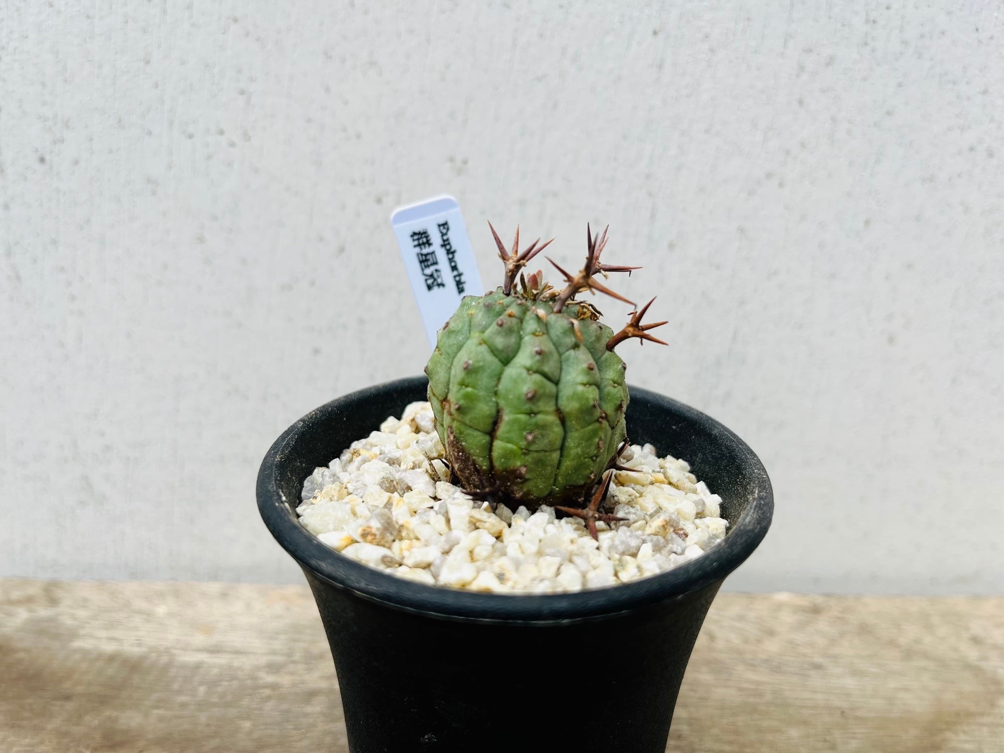 ユーフォルビア ステリスピナ 群星冠 Euphorbia stellispina 大 ユーフォルビア ステリスピナ 群星冠 Euphorbia stellispina 大