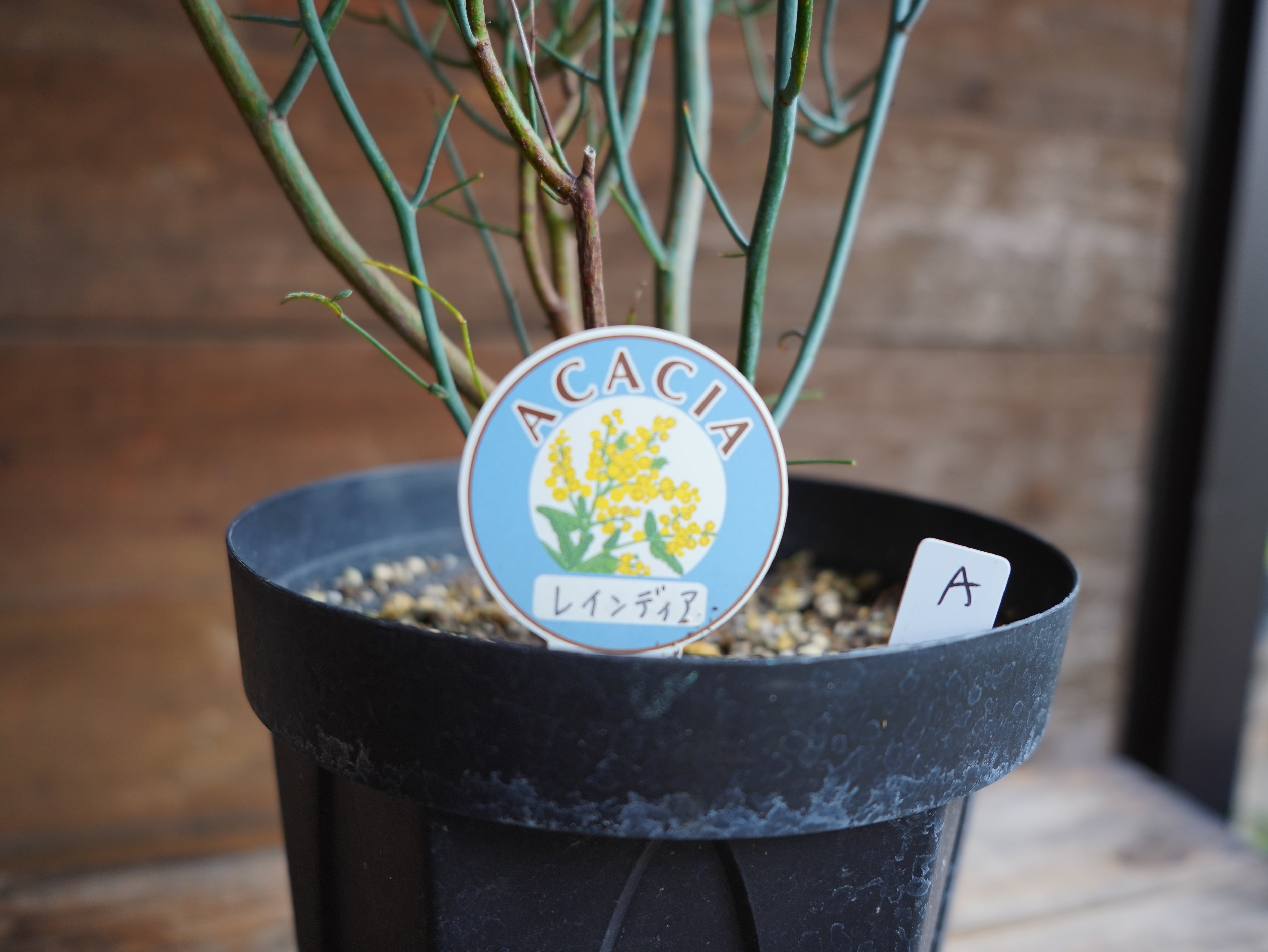 【現物】アカシア　"スピネセンス"(スピニーワトル)