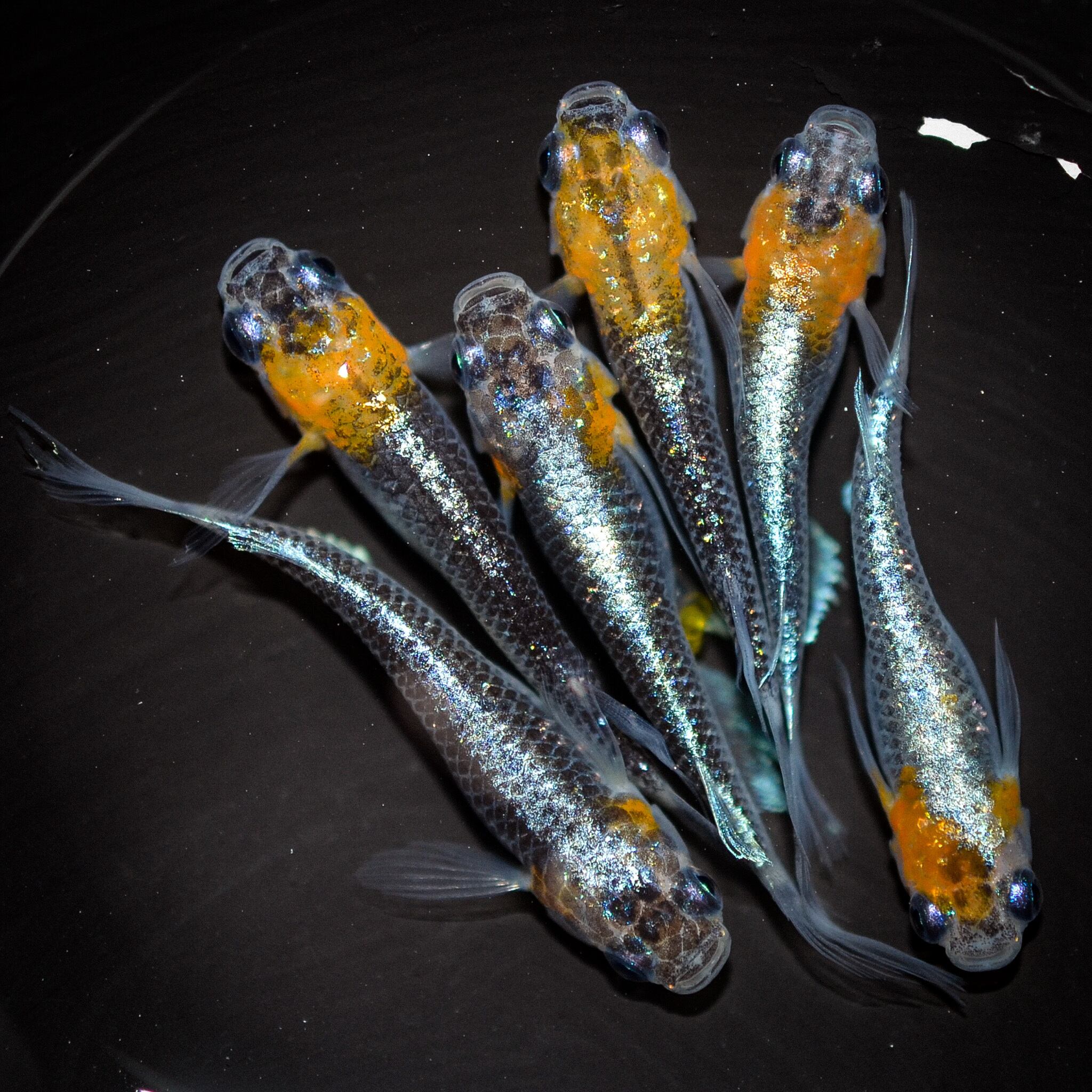 【非売品】フィッシュマンズ　クラファン返礼品 非売品】フィッシュマンズ クラファン返礼品