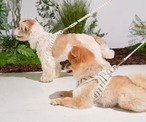 【PUPPYGALLERY公式】ストライプデイジーハーネス 3XS-XS
