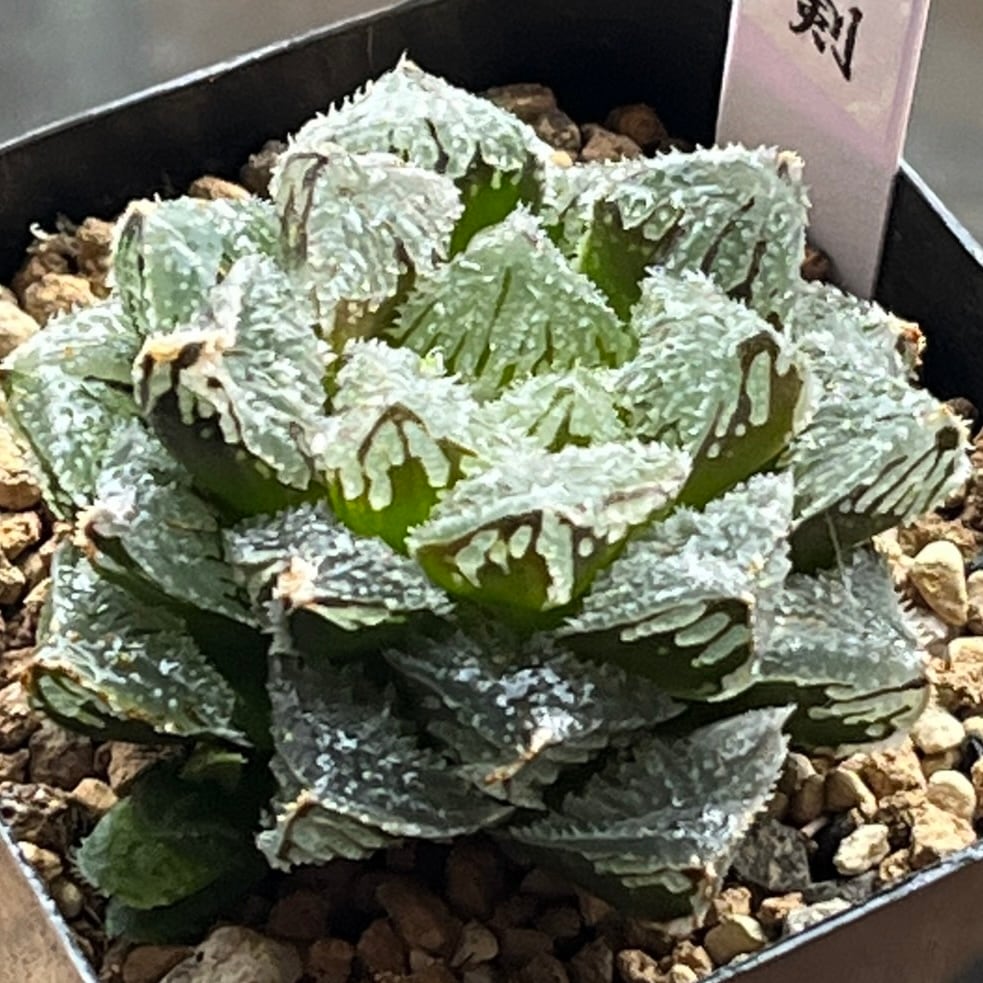 ハオルチア 具味城錦 | mocono_plants