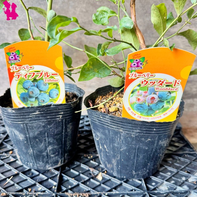 ブルーベリー苗 ティフブルー&バルドウィン大苗2本セット ブルーベリー苗 ティフブルー&バルドウィン大苗2本セット
