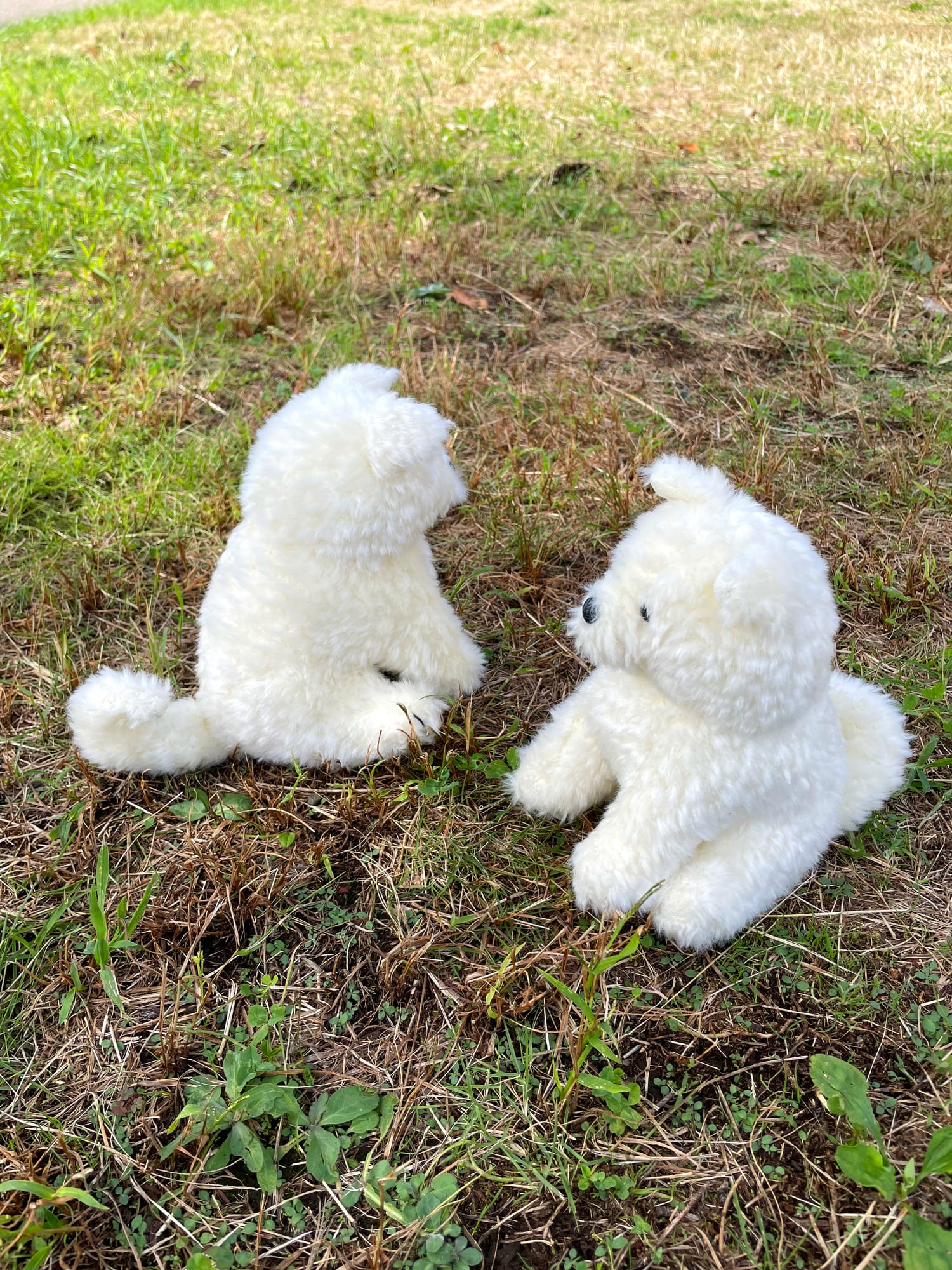 秋田犬わんこ 白毛 | もふいぬ
