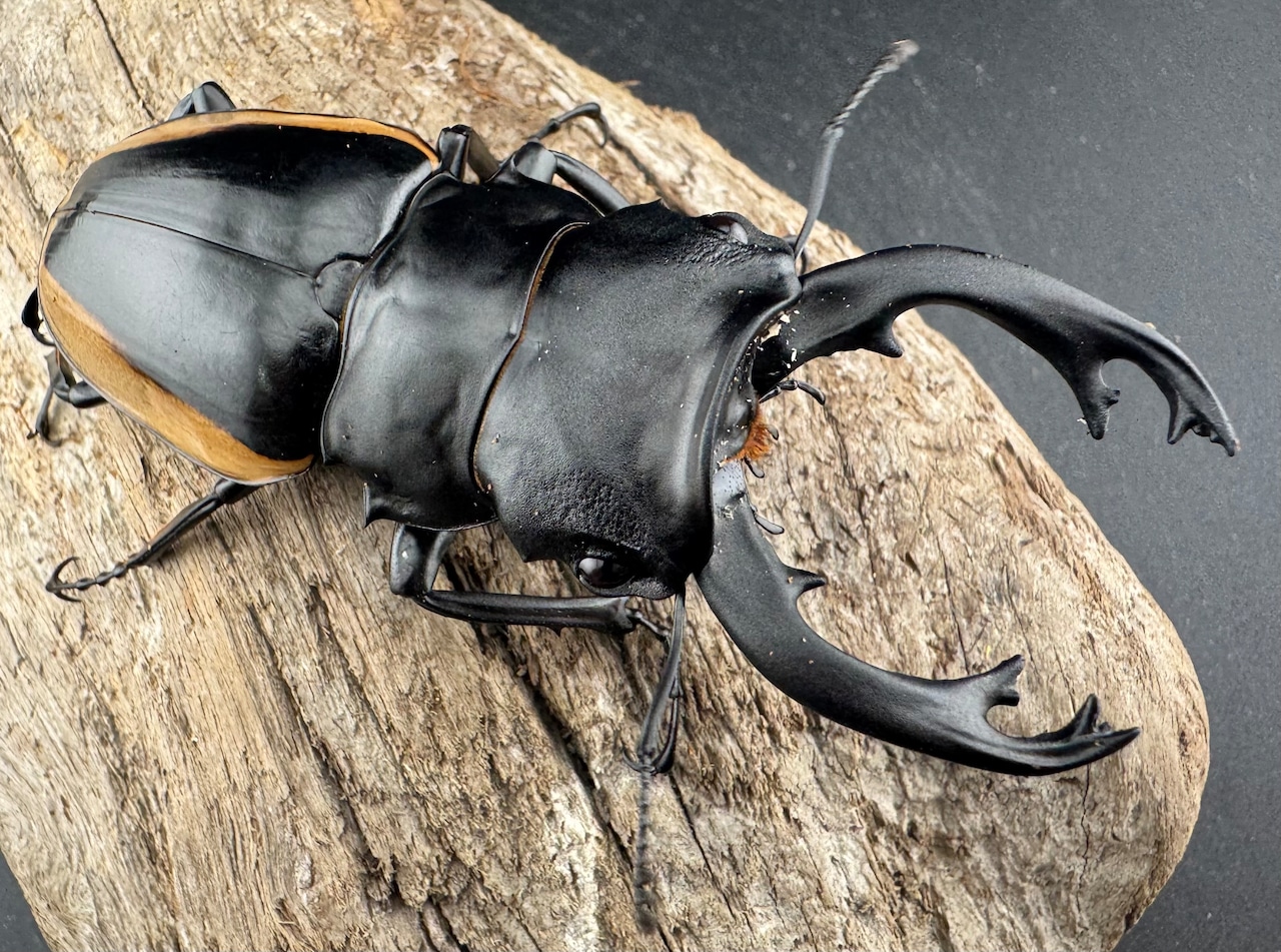 【WD】《クベラツヤ亜種sinensis バックカン産 87mm ペア》