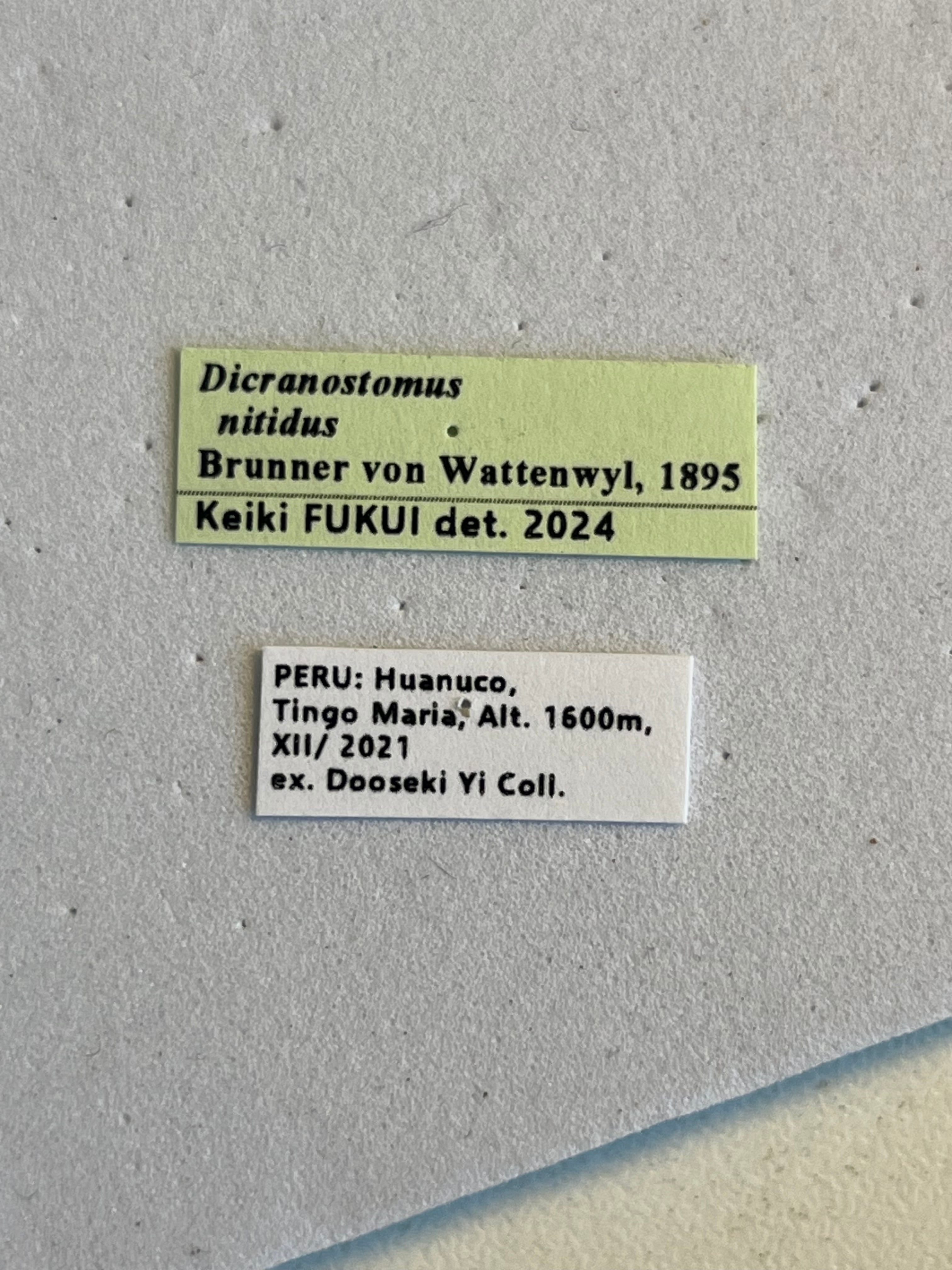 極美展足】クワガタキリギリス 化け物キリギリス 昆虫標本 ウェタ