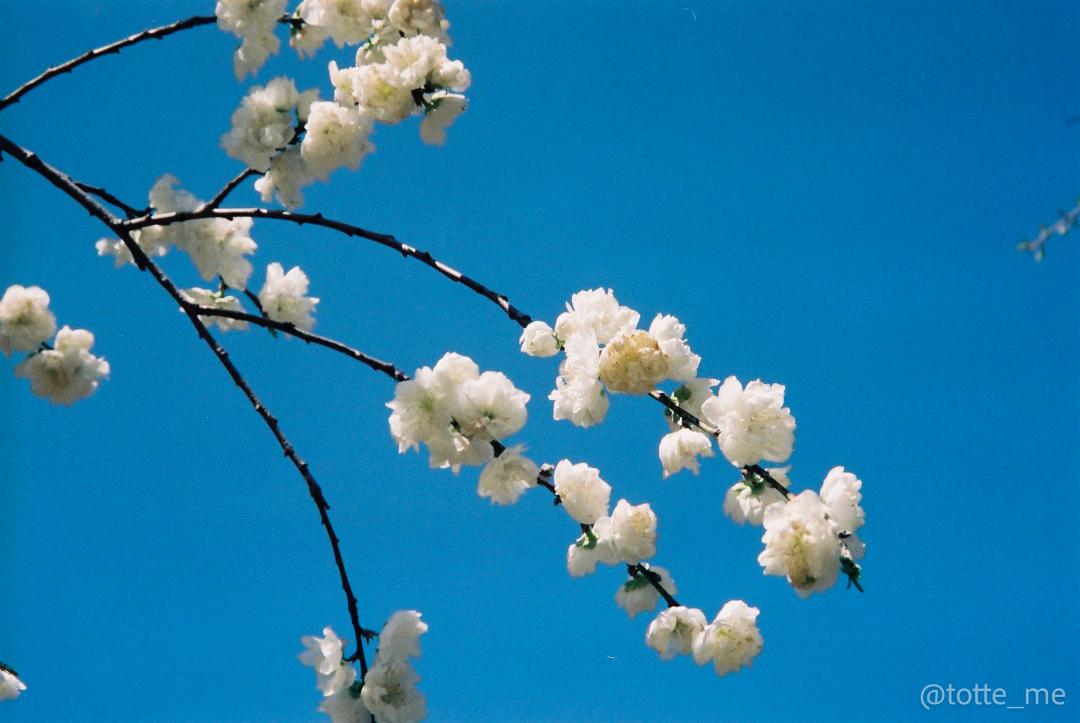 Nikon zoom 300 AF | Totte Me Camera