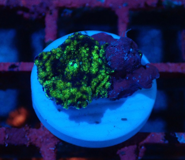 【現地買付】WaterMelonMushroom 3