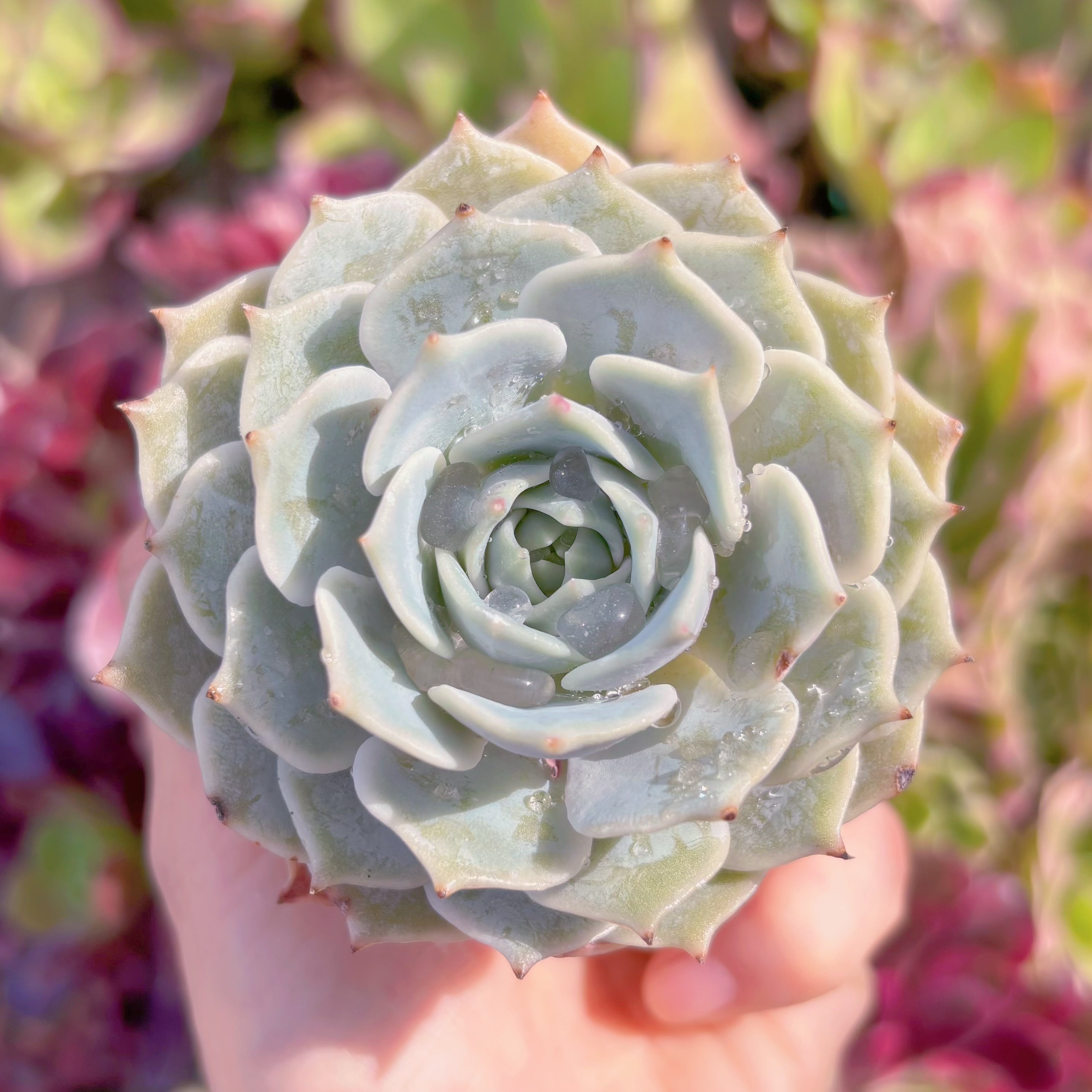 現品　ローラ#E02　るる農園