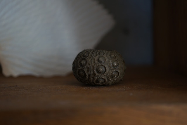 モロッコ産ウニ化石 Abelleicidaris saemanni 1607