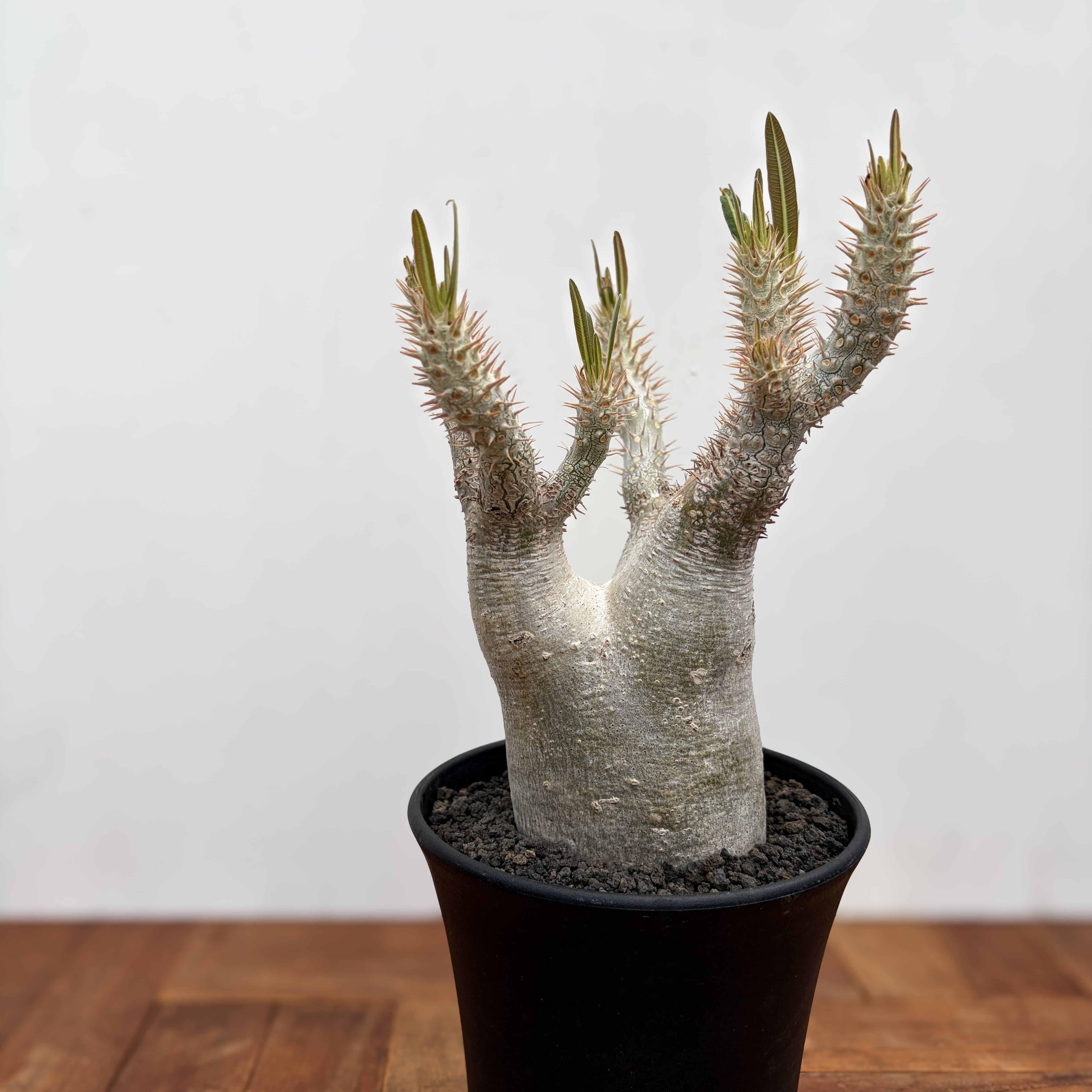 Pachypodium rosulatum var. inopinatum 【パキポディウム