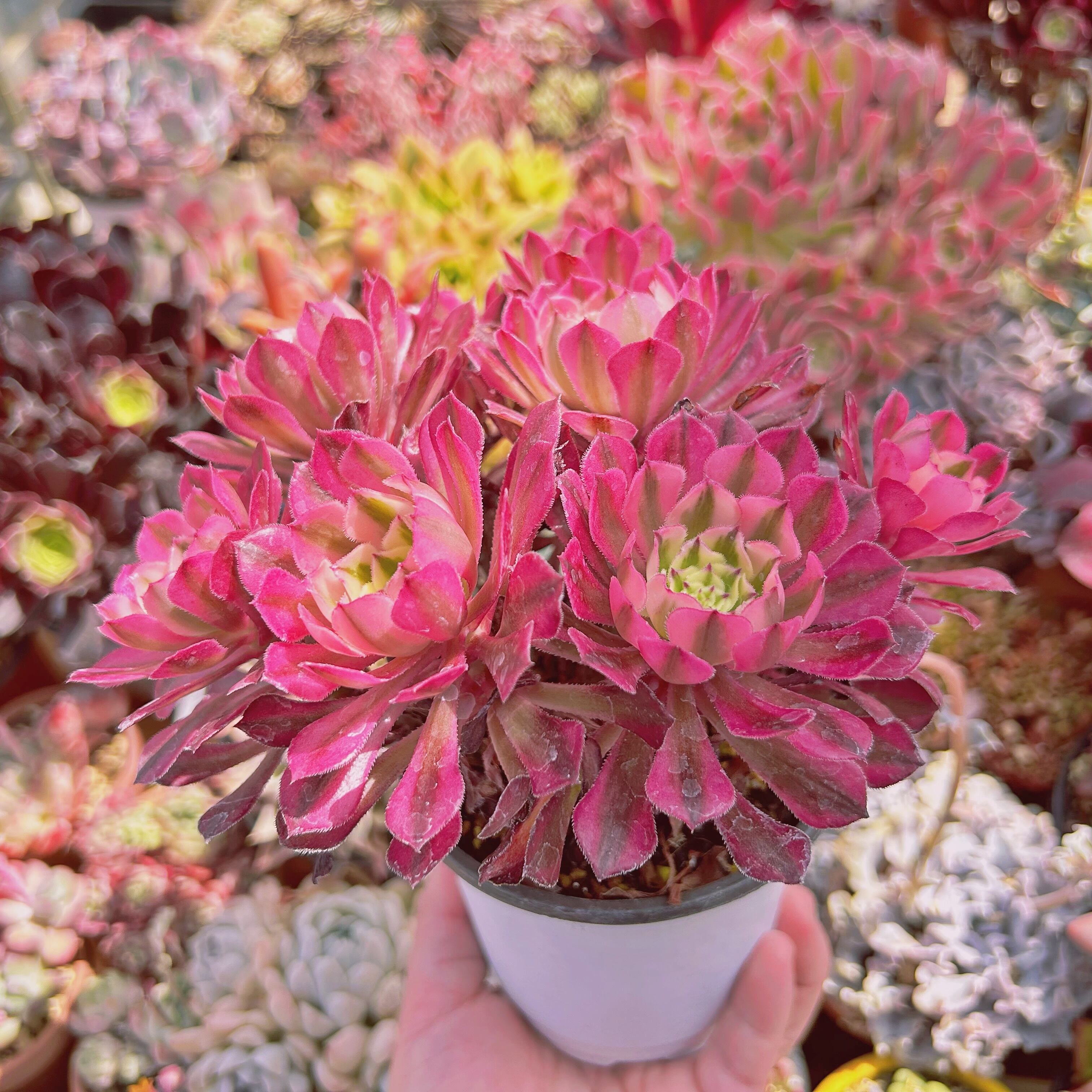 多肉植物　レア　天地　韓国苗 Amazon.co.jp: A！！ 多肉植物 マリア錦 セッカ レア苗 韓国苗