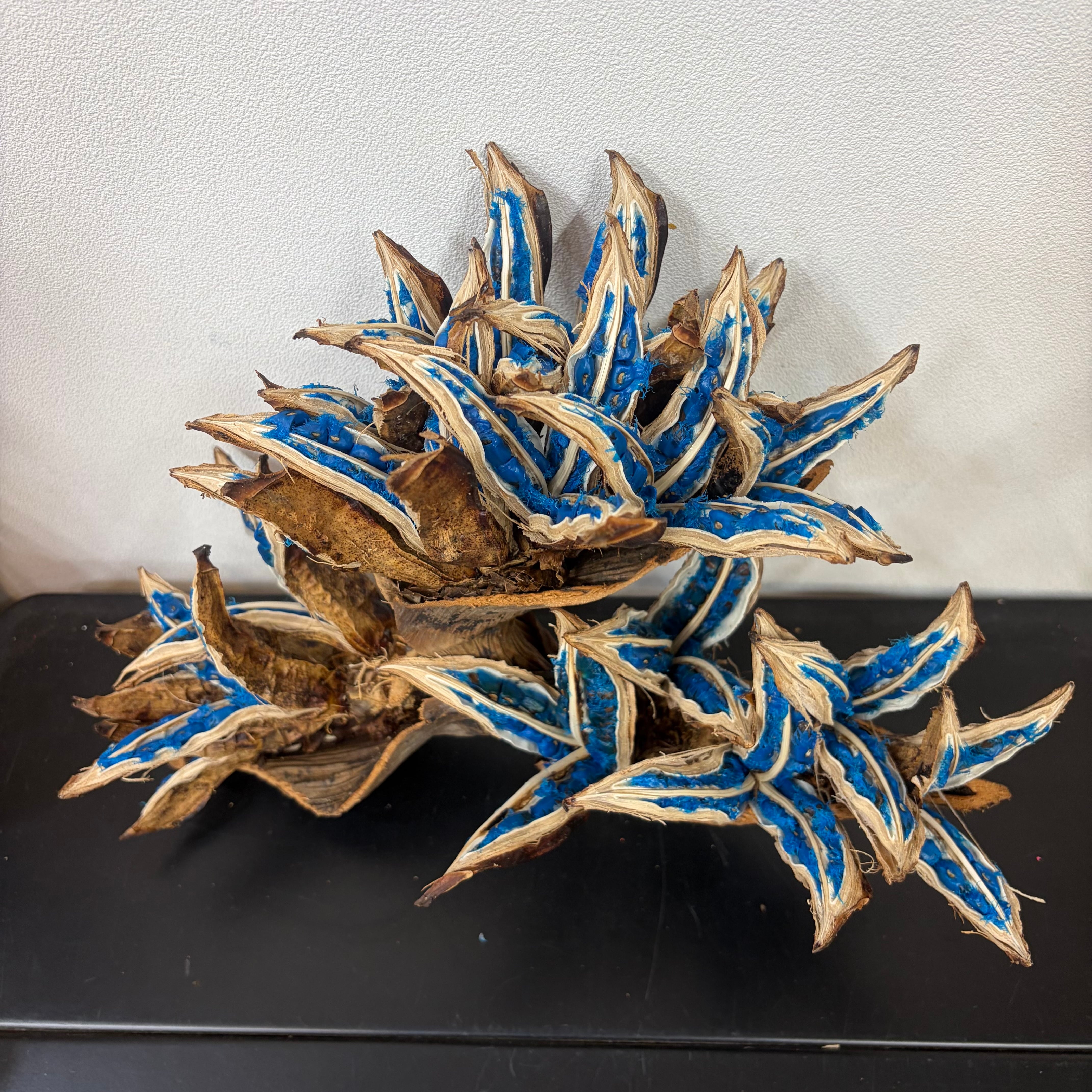 観葉植物 旅人の木A級品 3節