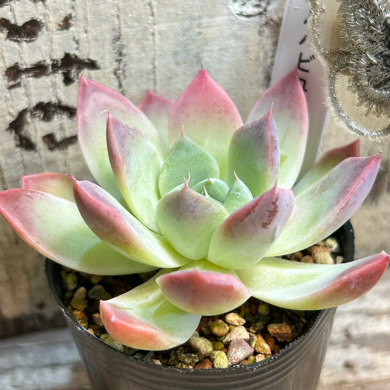 アルバビューティー | RuPo 多肉植物専門店