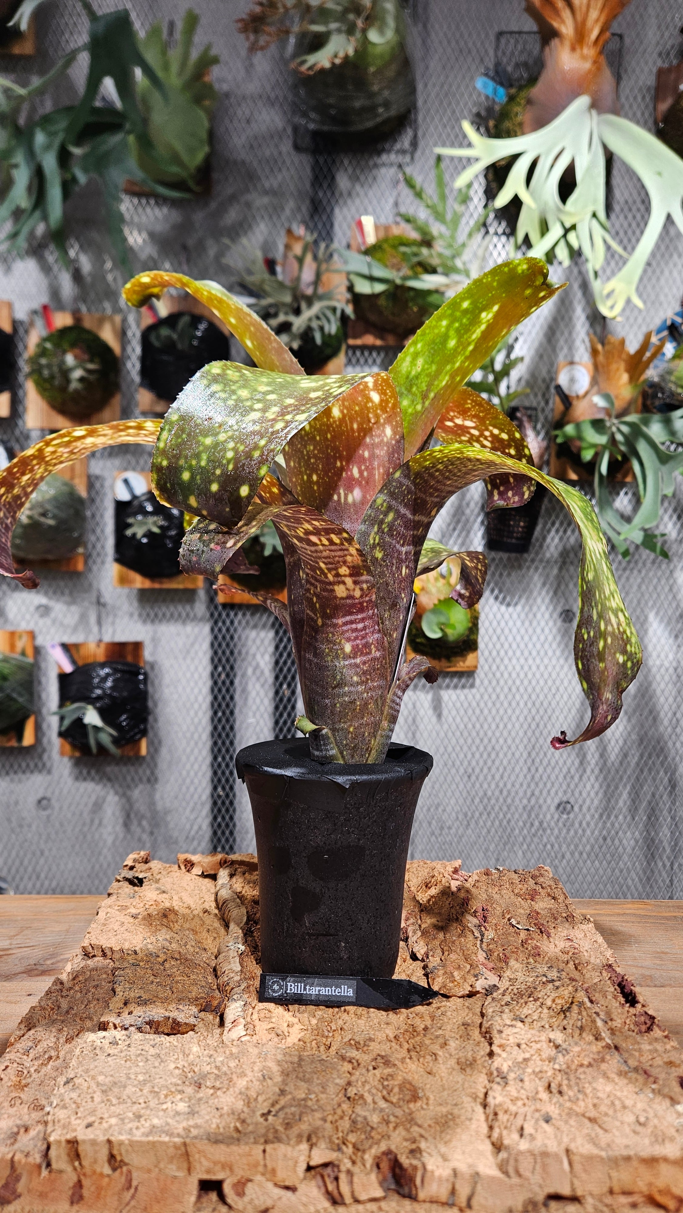 Billbergia Virginia【artPLANTs】 タンクブロメリア/ビルベルギア