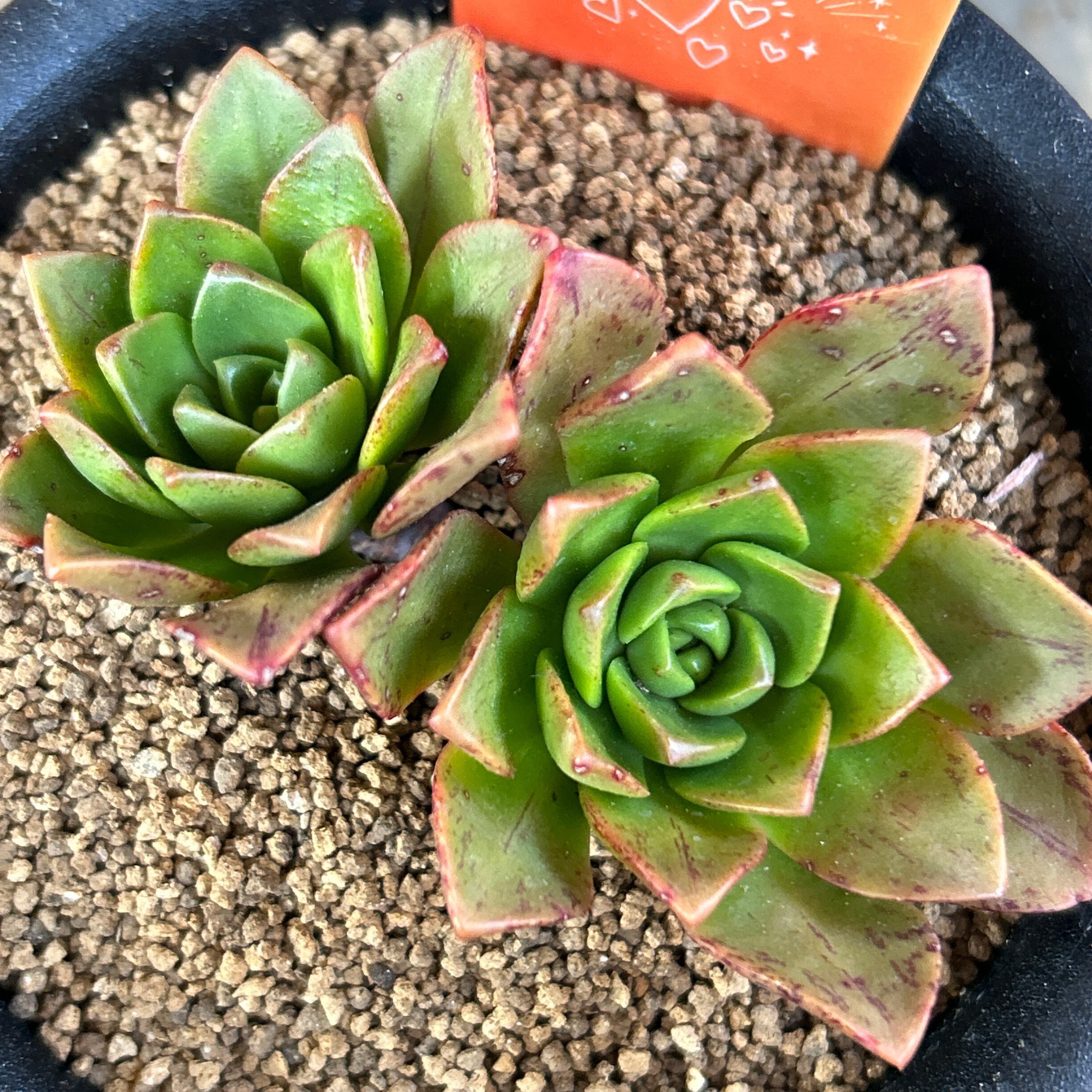 ブロンズメタル アエオニウム | RuPo 多肉植物専門店