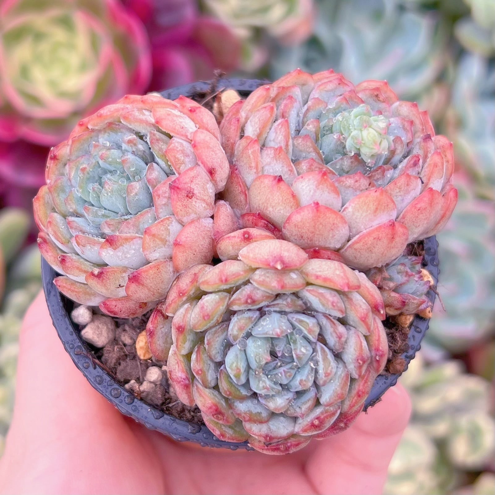 現品　vincent catto#F225   るる農園