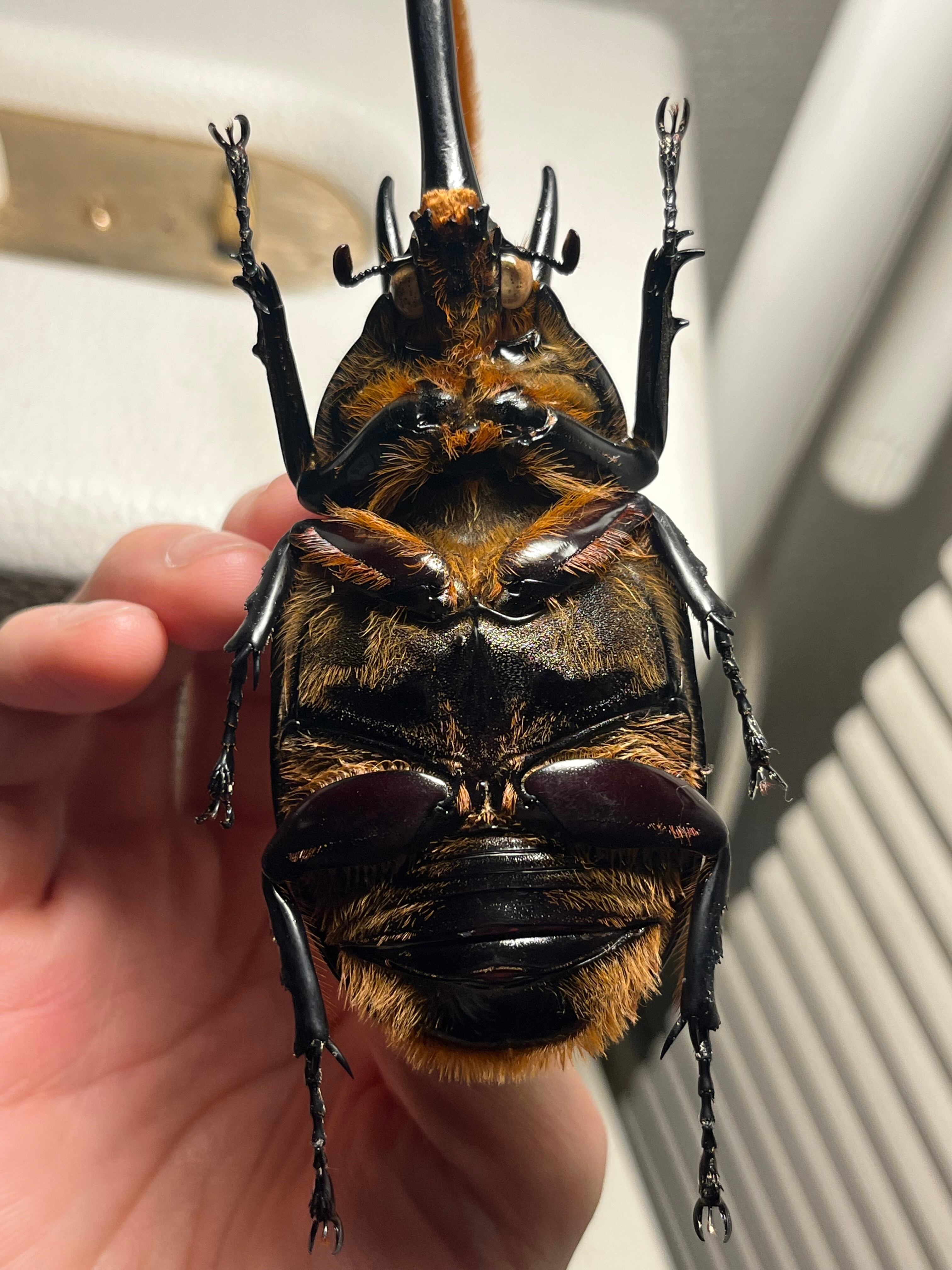 140mm】ネプチューンオオカブト 標本 Dynastes neptunus ♂ヘラクレス