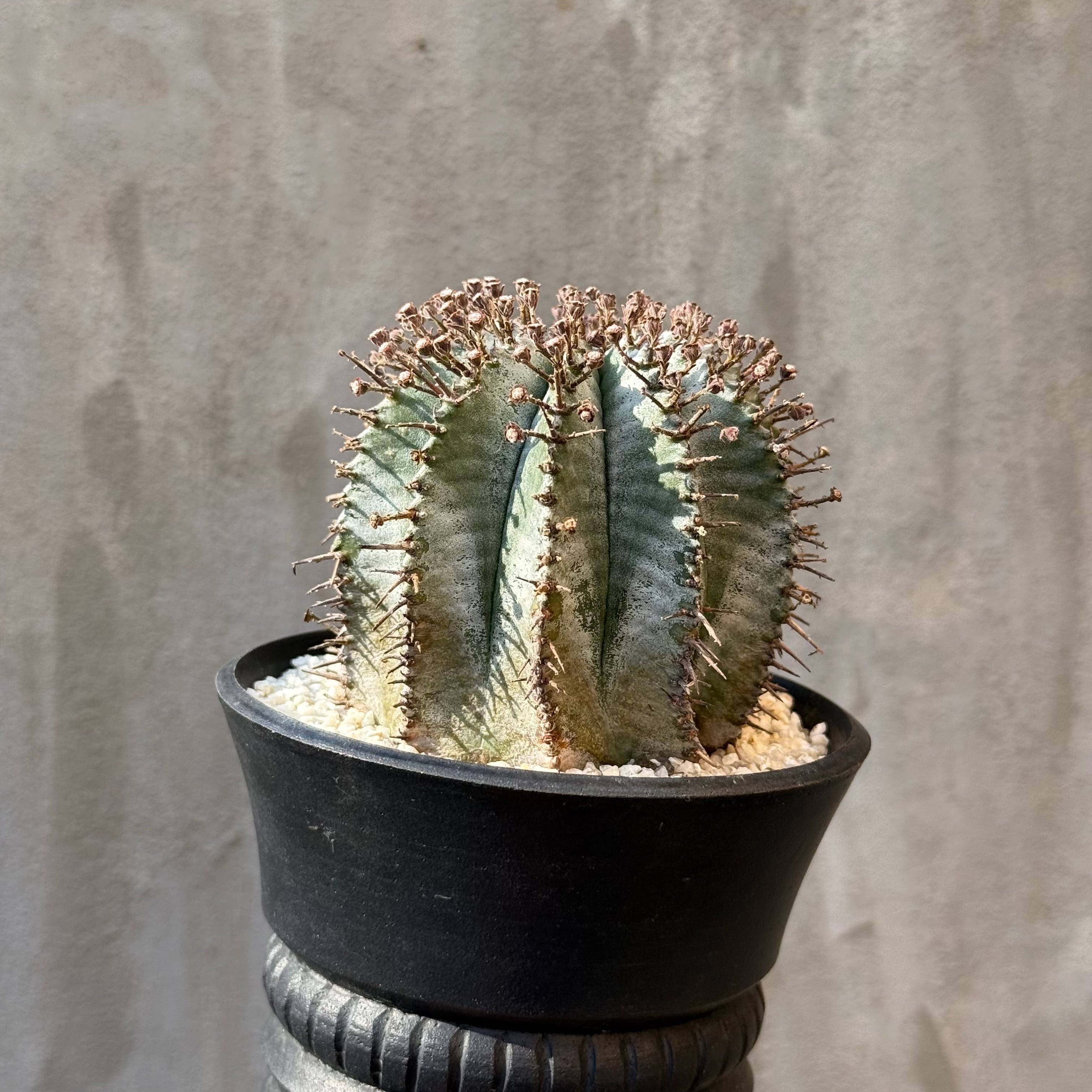 植物×鉢】 ユーフォルビア ホリダ 美株 × WILD FIRE＜台湾＞ 陶器鉢