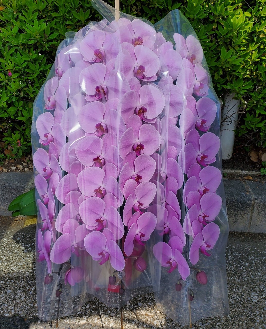 生花 花鉢】胡蝶蘭 3本立ち ロングタイプ ピンク | 胡蝶蘭