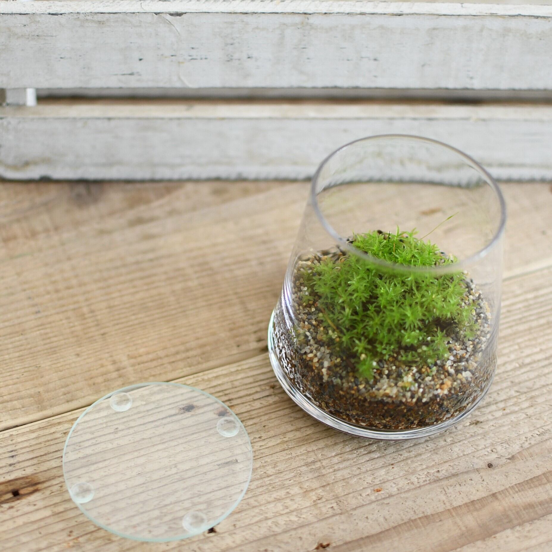 小さな苔の森 タチゴケ 台形ポット 透明感のある緑 苔テラリウム 苔テラリウム専門ショップ道草