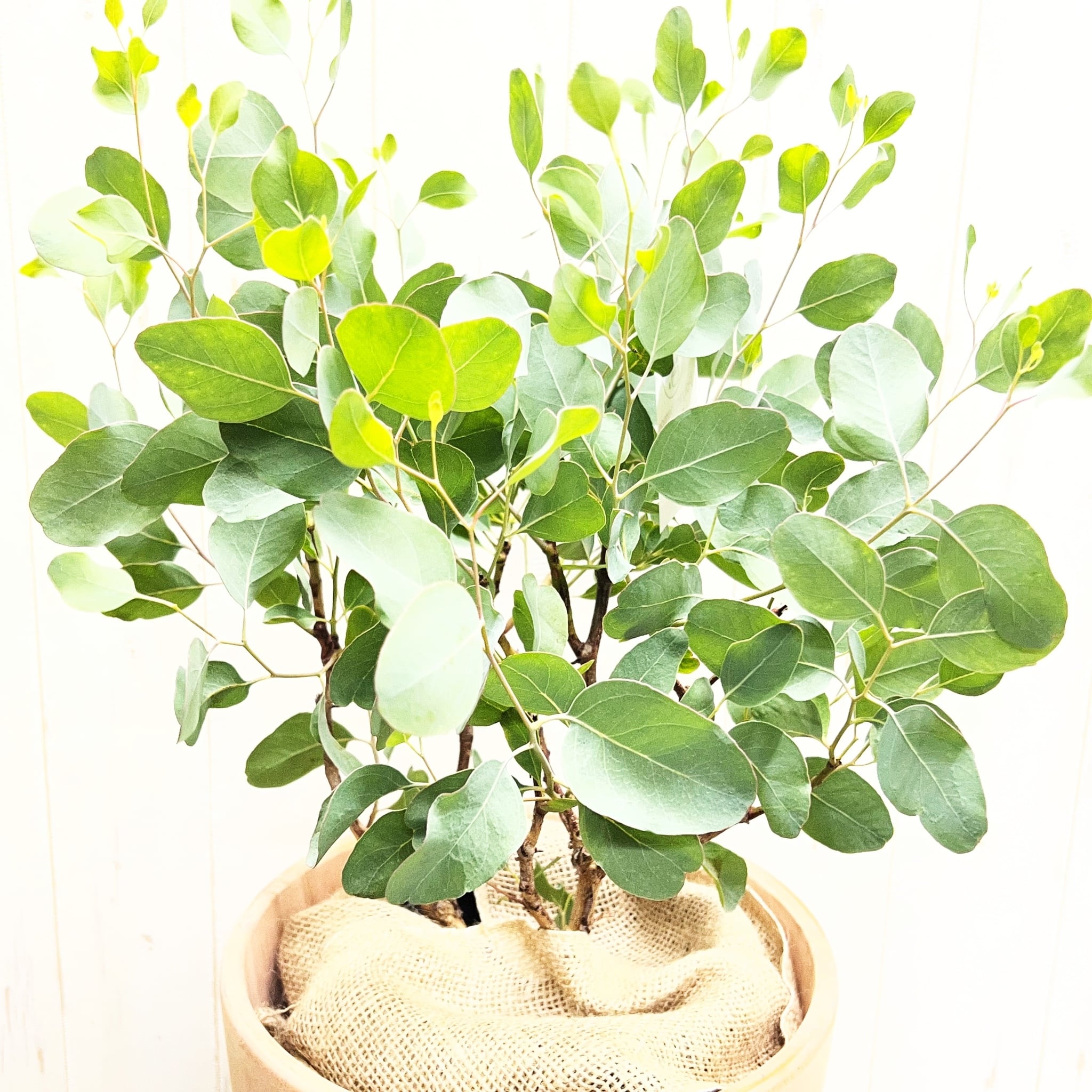 ユーカリ ポポラス テラコッタ鉢植え｜丸葉がかわいい人気品種