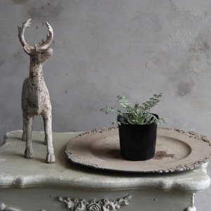 シルバーレース　カラーリーフ　寄せ植えに最適